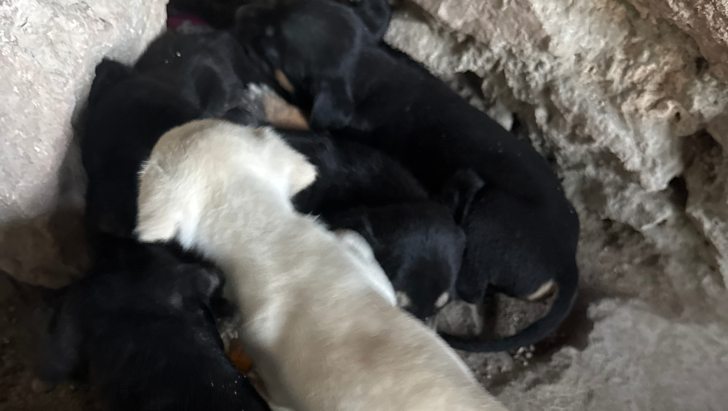 To make a little dog warm house photo