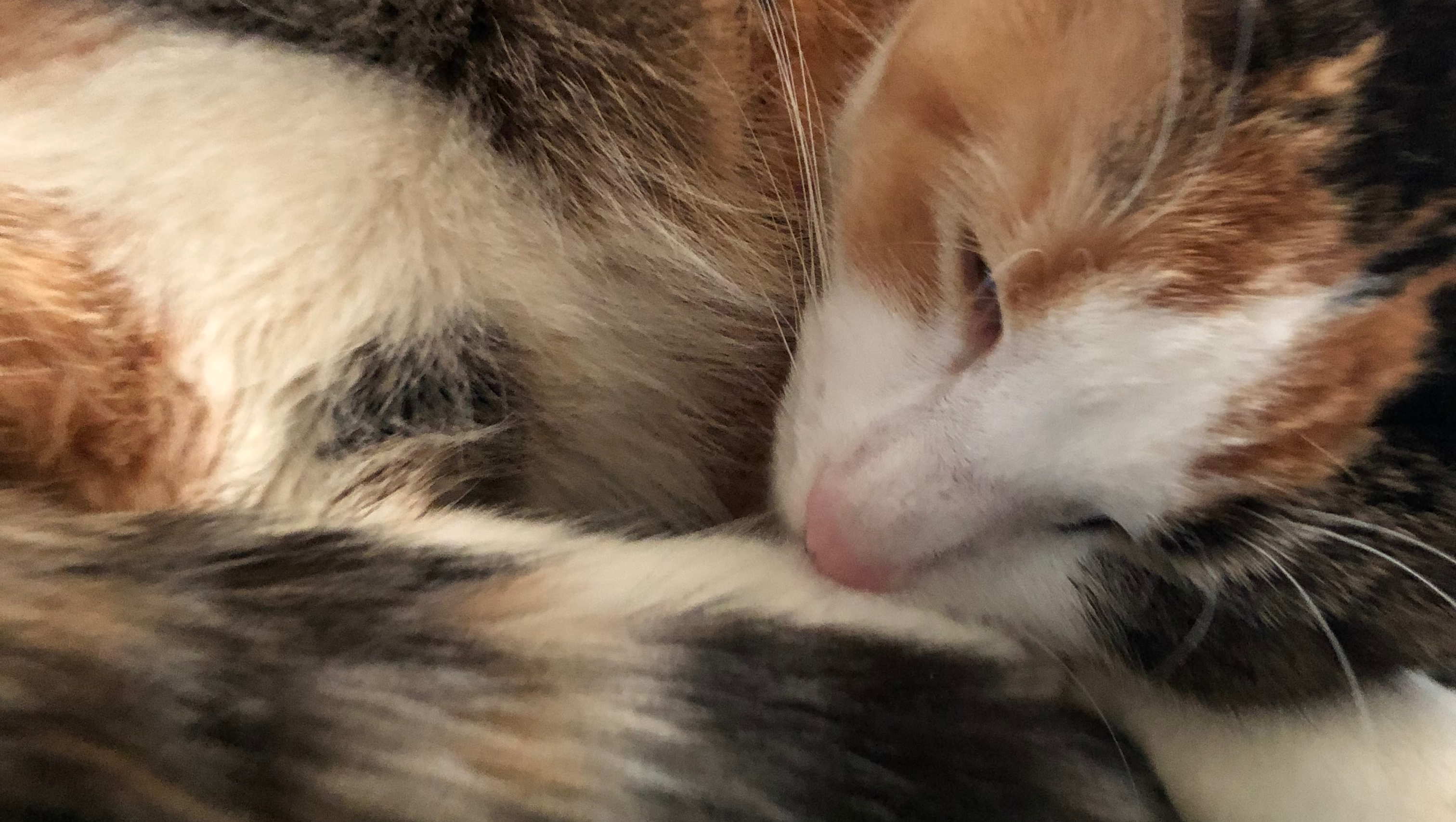 Support Our Rescued Kitten's Return Home photo