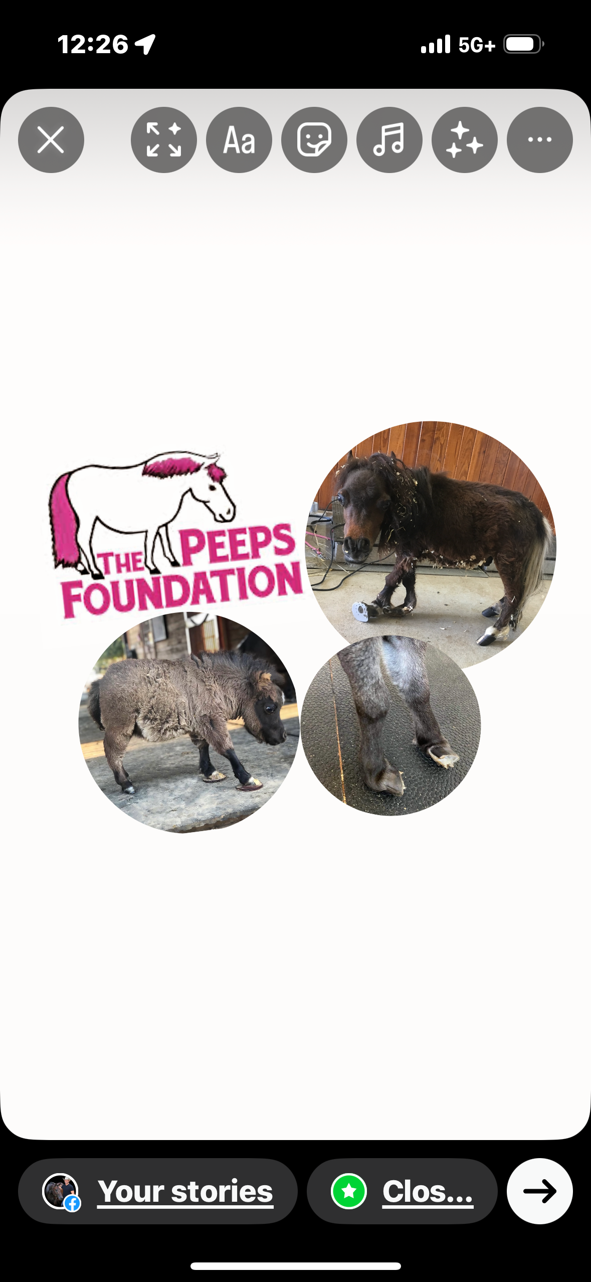 Support The Peeps Foundation's Mini Dwarf Horses campaign photo, 2 of 4