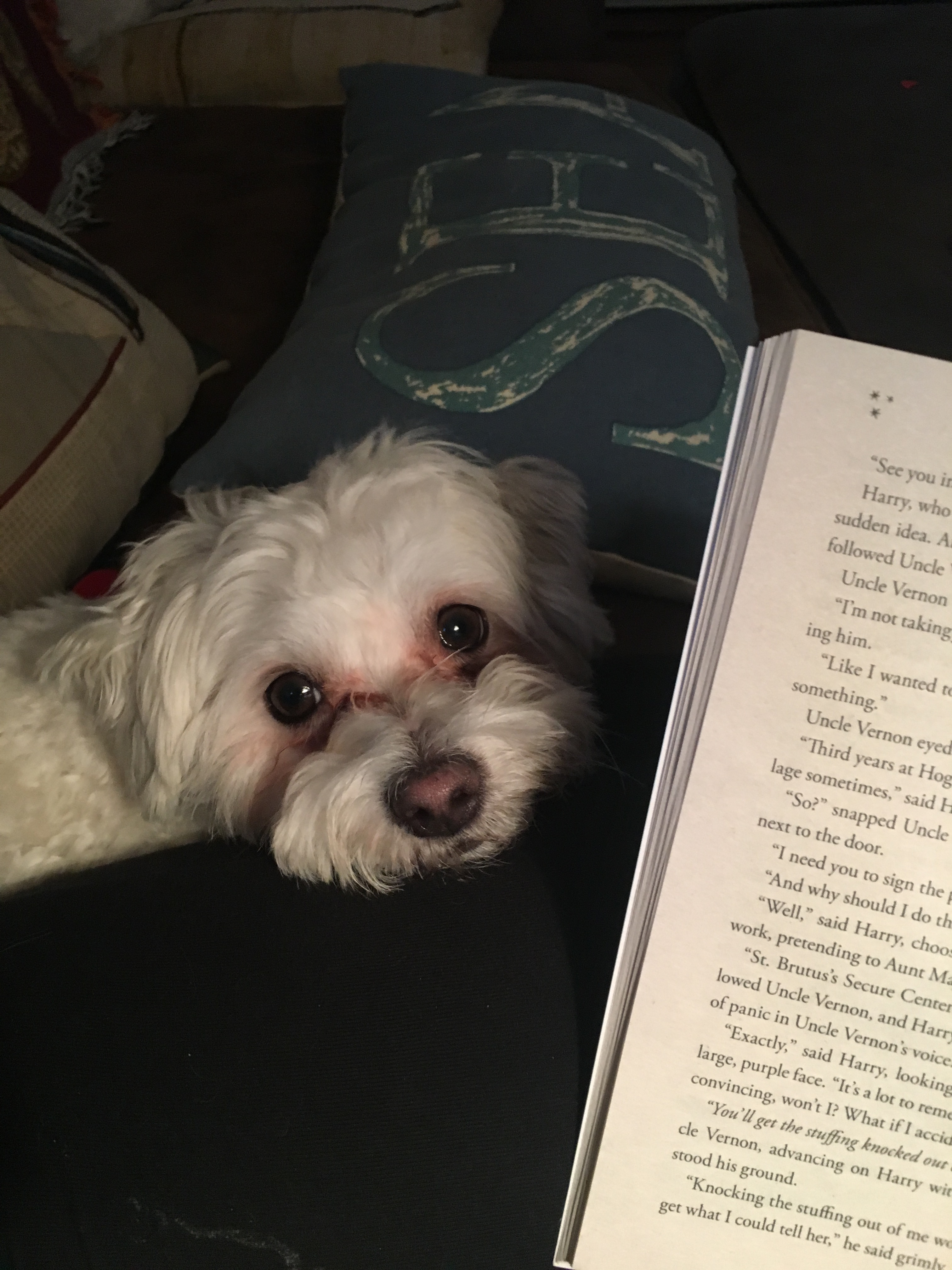 Easing Mom's Burden: Lamb Chop's Recovery campaign photo, 4 of 5