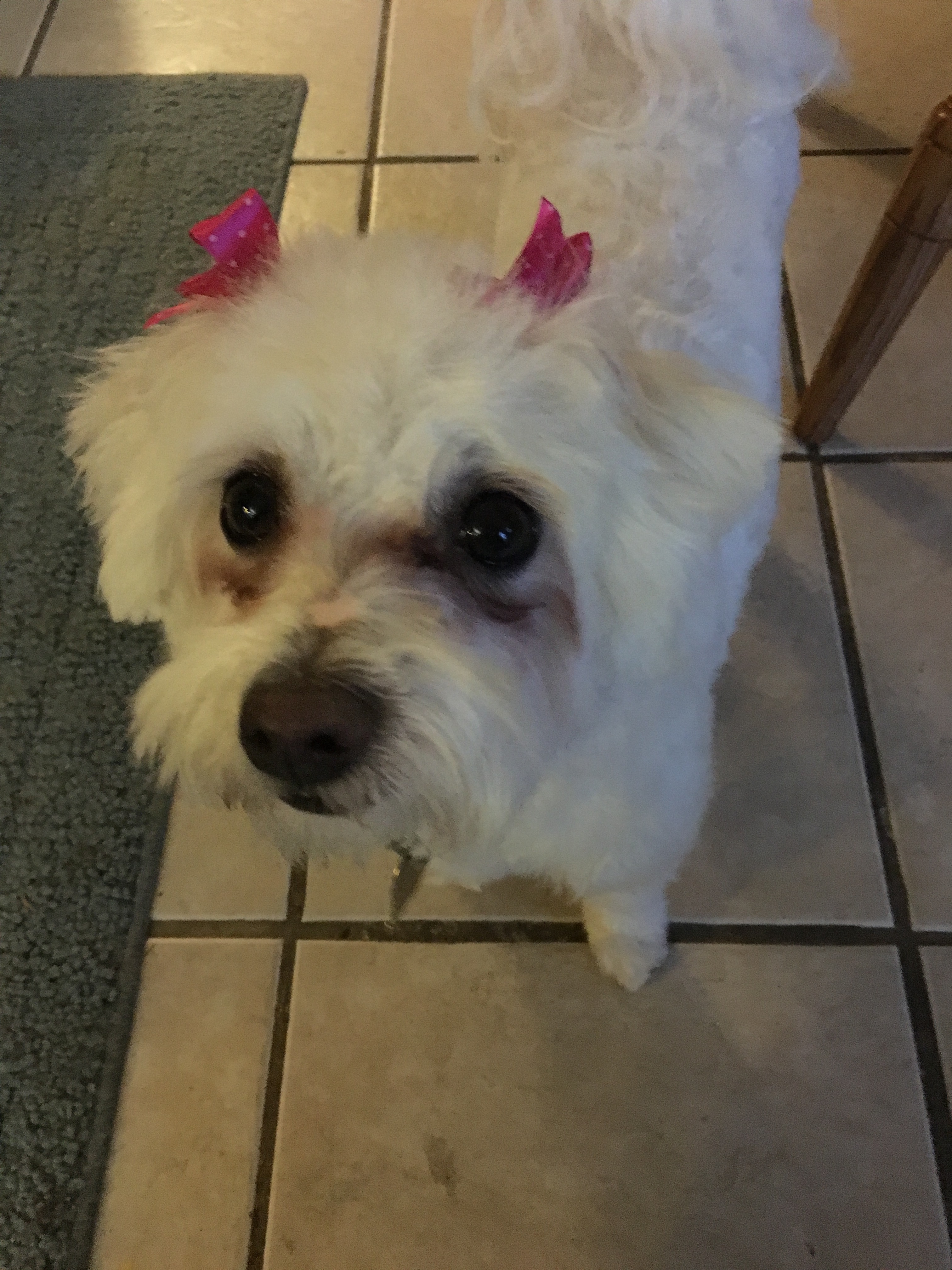 Easing Mom's Burden: Lamb Chop's Recovery campaign photo, 2 of 5