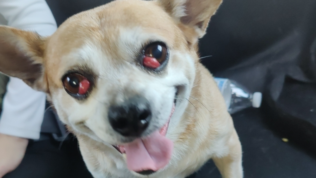 Support Our Dog's Journey to Healthier Eyes photo