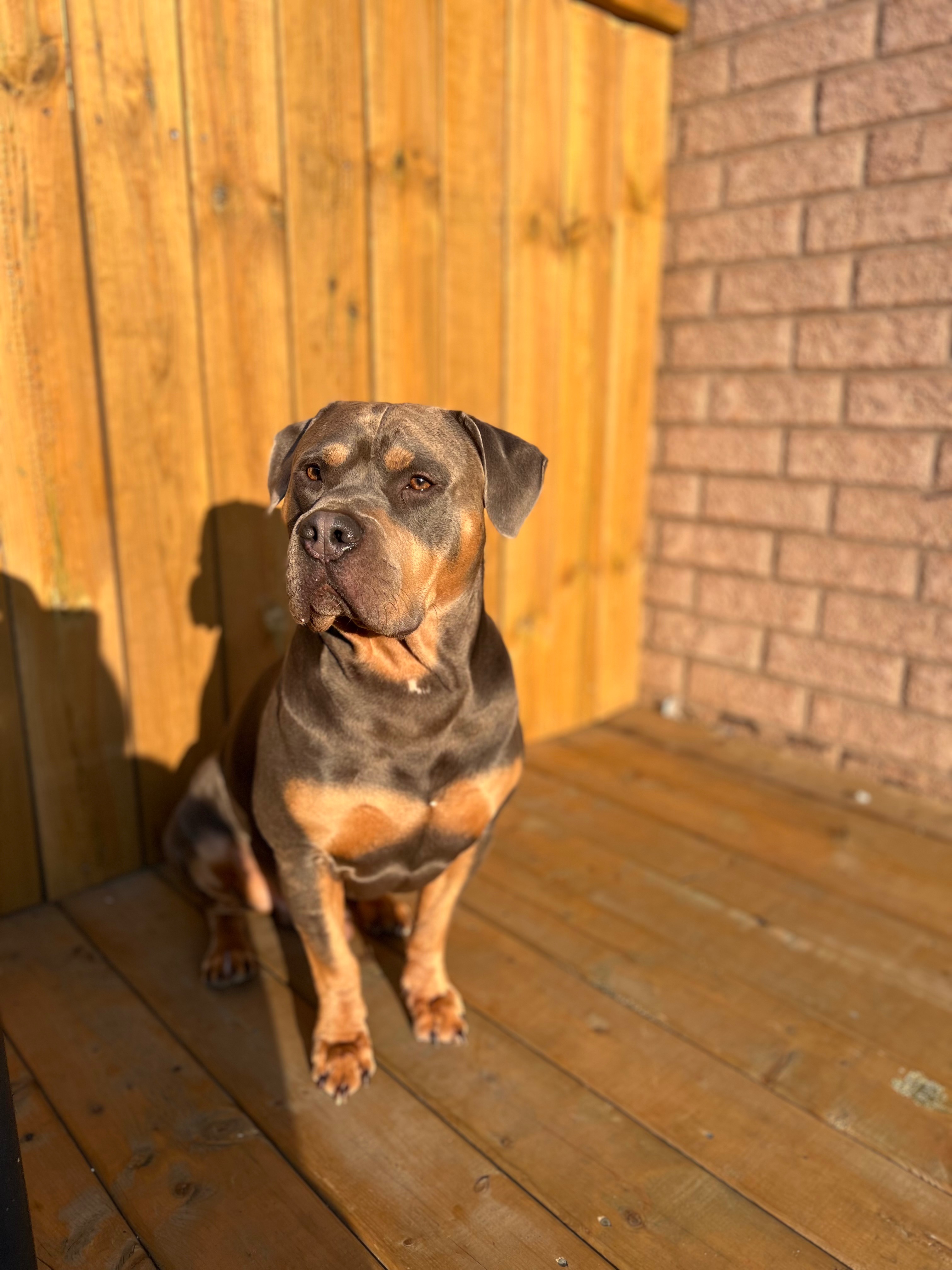 Help Simba Get The Care He Needs campaign photo, 2 of 8