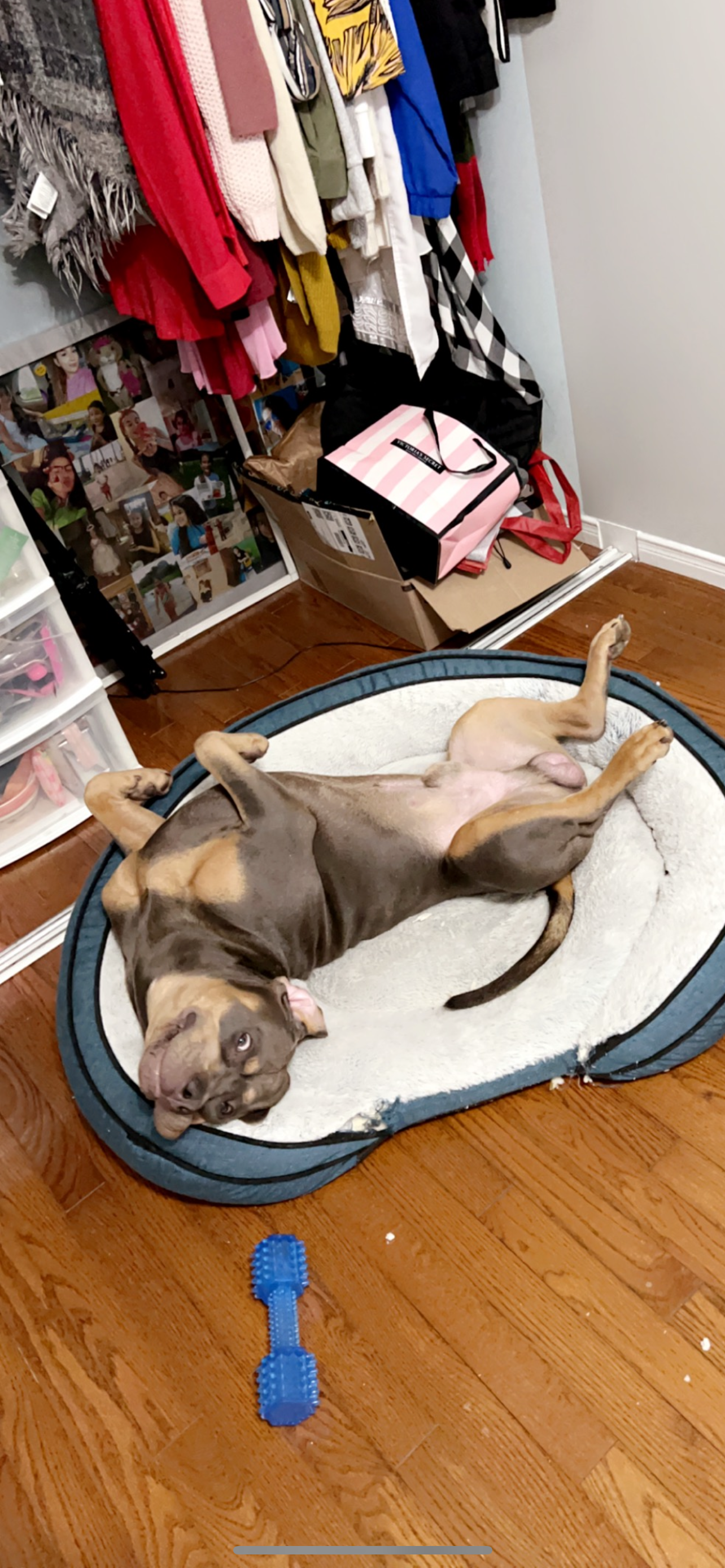 Help Simba Get The Care He Needs campaign photo, 6 of 8