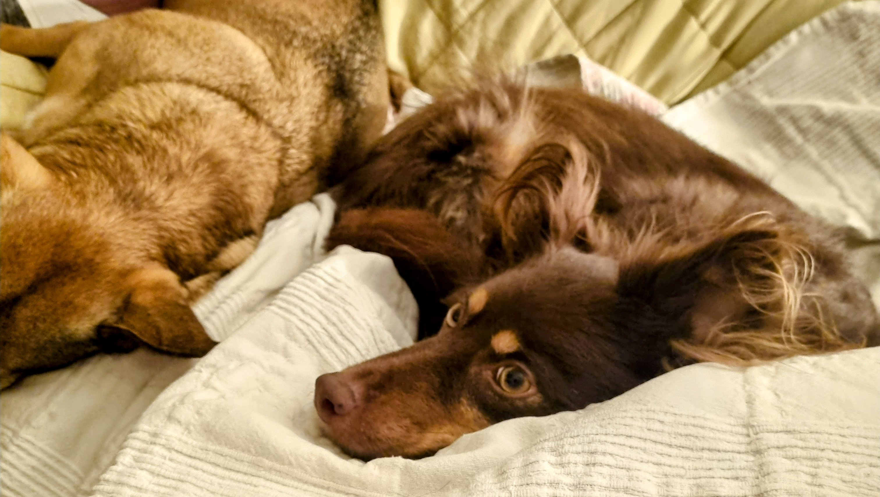 Help Lucy & Eco Live the Lives They Deserve photo