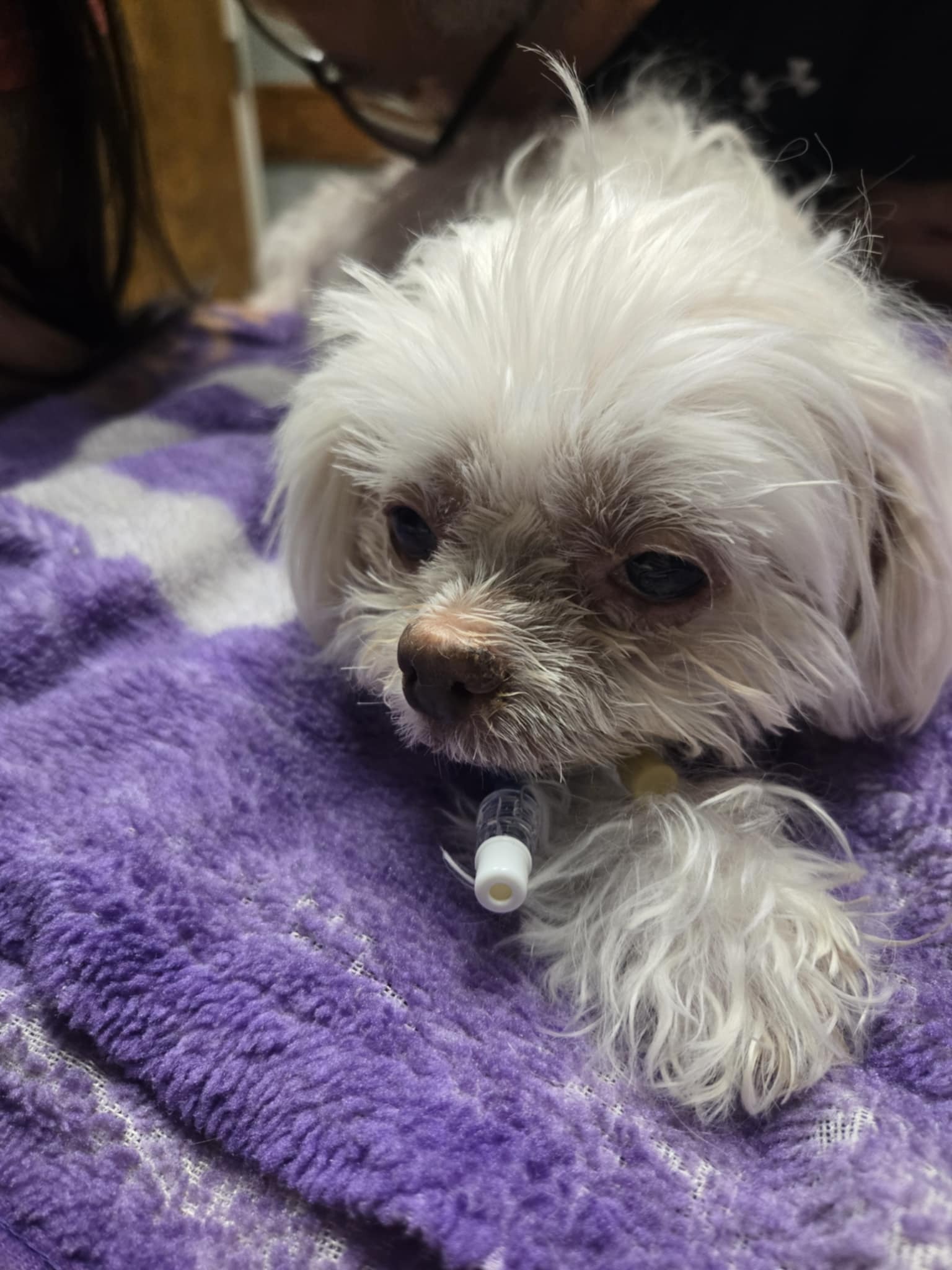 Help Sweet Toki: From Her Heart Stopping and Liver Disease ♡ campaign photo, 7 of 8