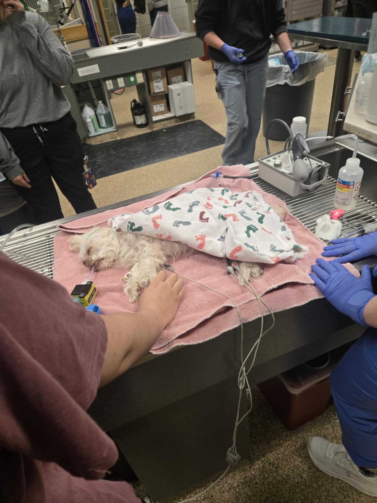 Help Sweet Toki: From Her Heart Stopping and Liver Disease ♡ campaign photo, 2 of 8
