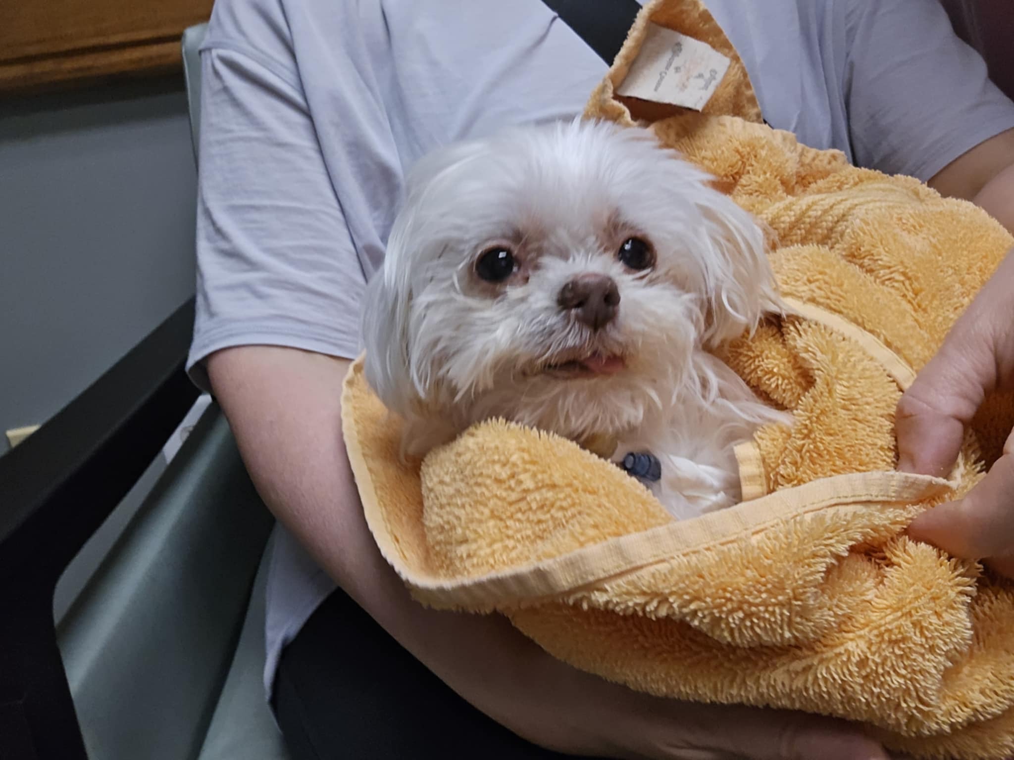 Help Sweet Toki: From Her Heart Stopping and Liver Disease ♡ campaign photo, 4 of 8