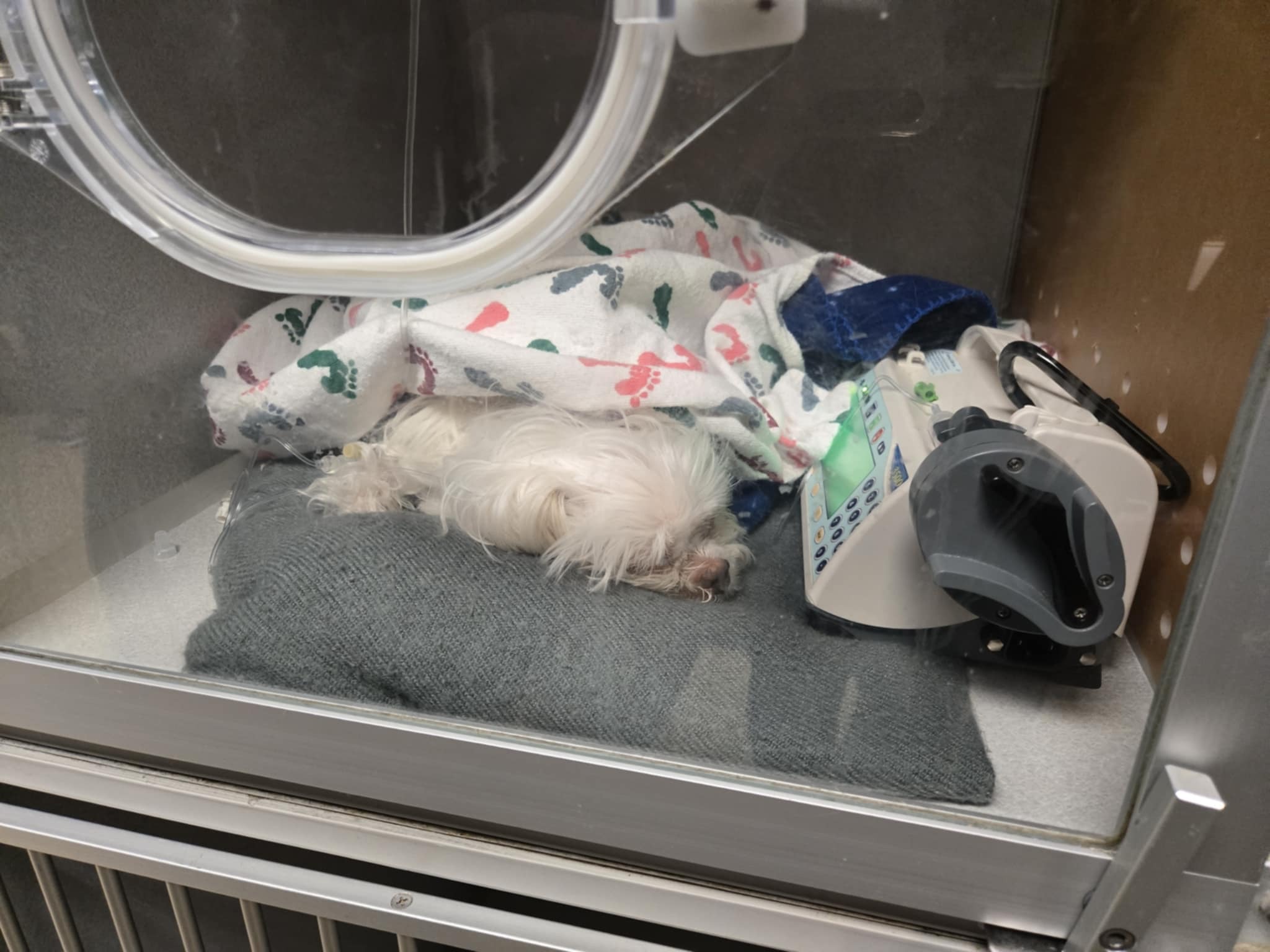 Help Sweet Toki: From Her Heart Stopping and Liver Disease ♡ campaign photo, 5 of 8