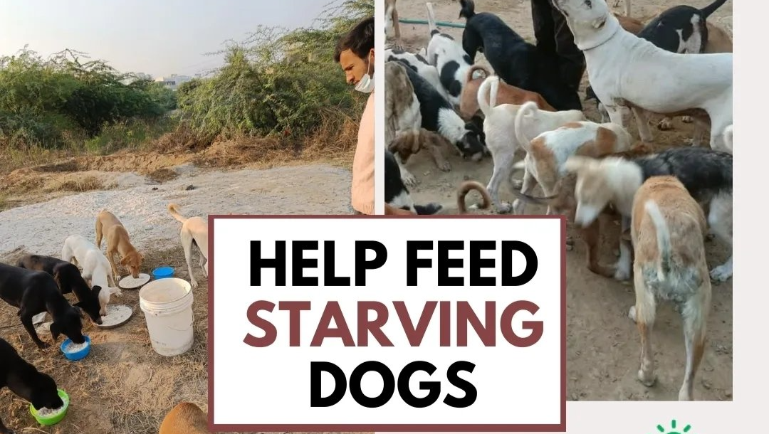 Donate to help homeless and sick animals in India photo