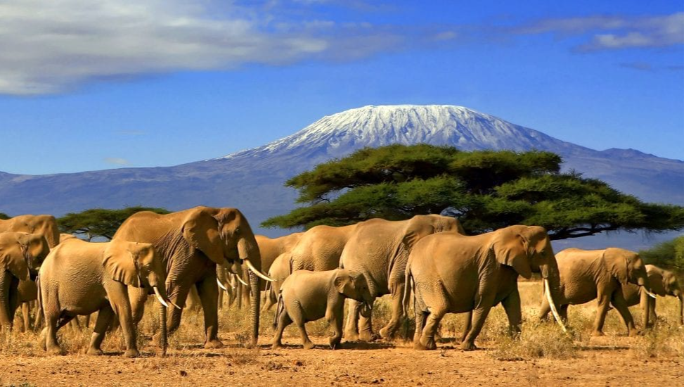 Help Launch Safari Compass Africa: Protecting Wildlife. photo