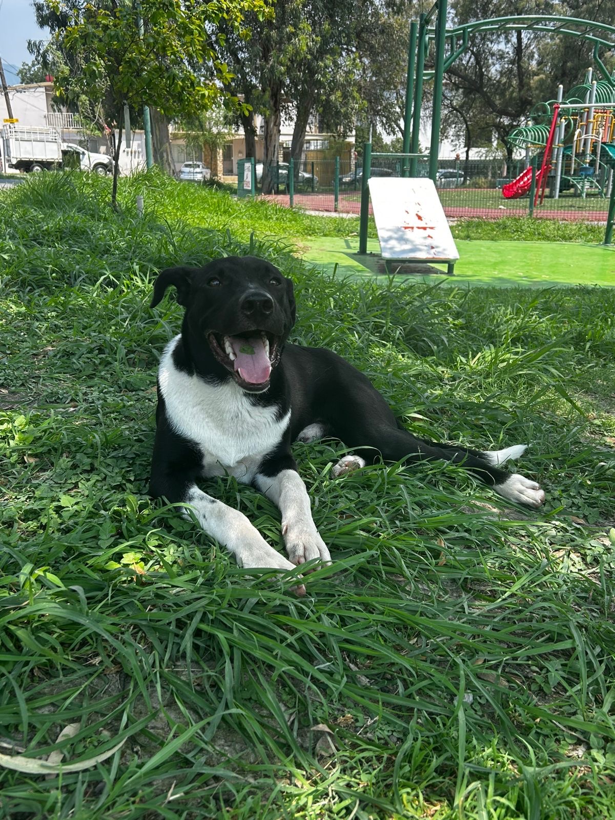 Ayúdame a cuidar a Dante, el perrito abandonado campaign photo, 4 of 5