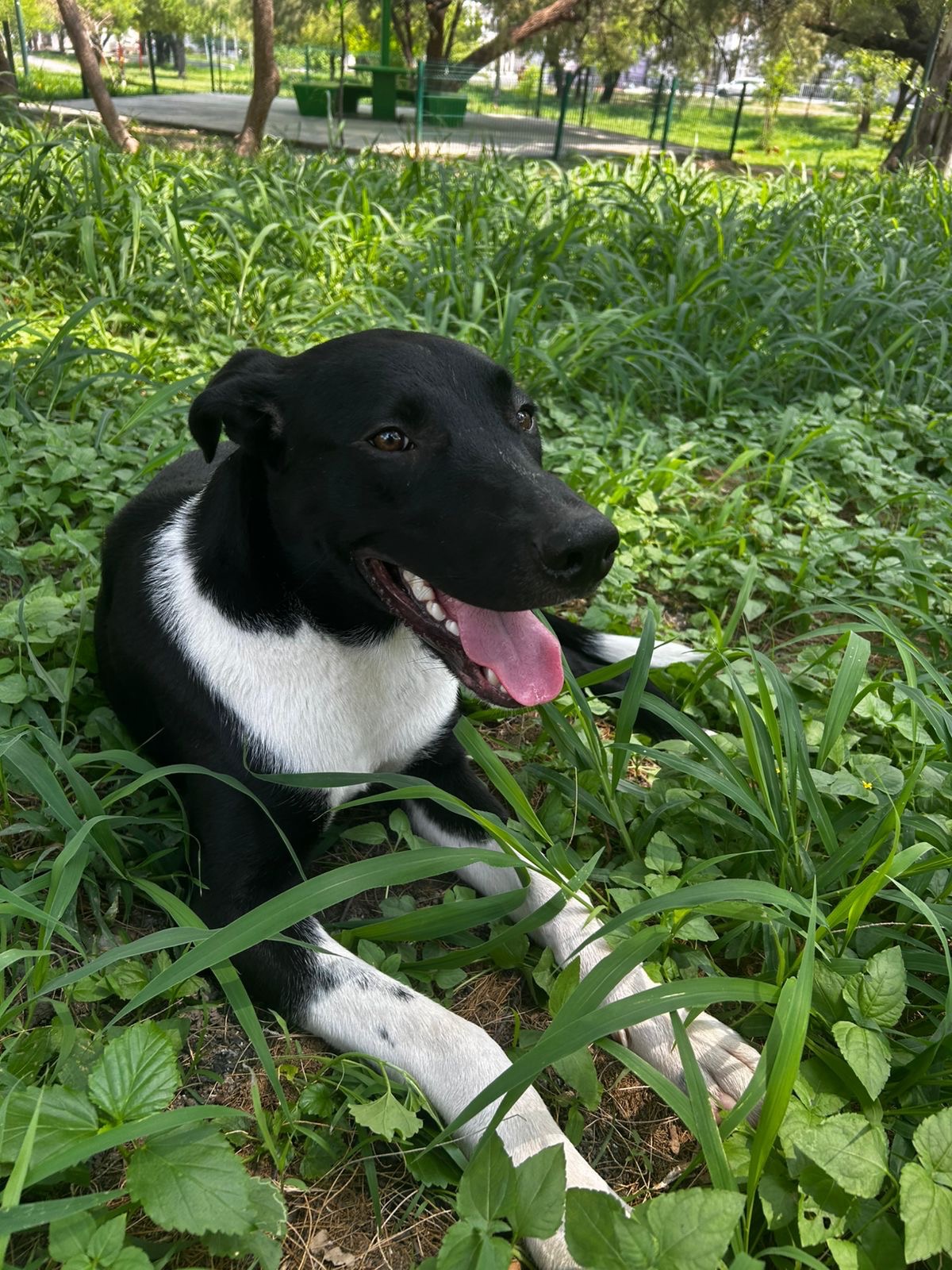 Ayúdame a cuidar a Dante, el perrito abandonado campaign photo, 2 of 5