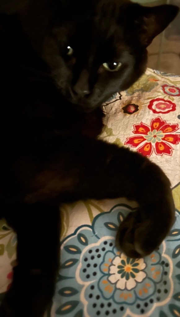 User-uploaded image 1