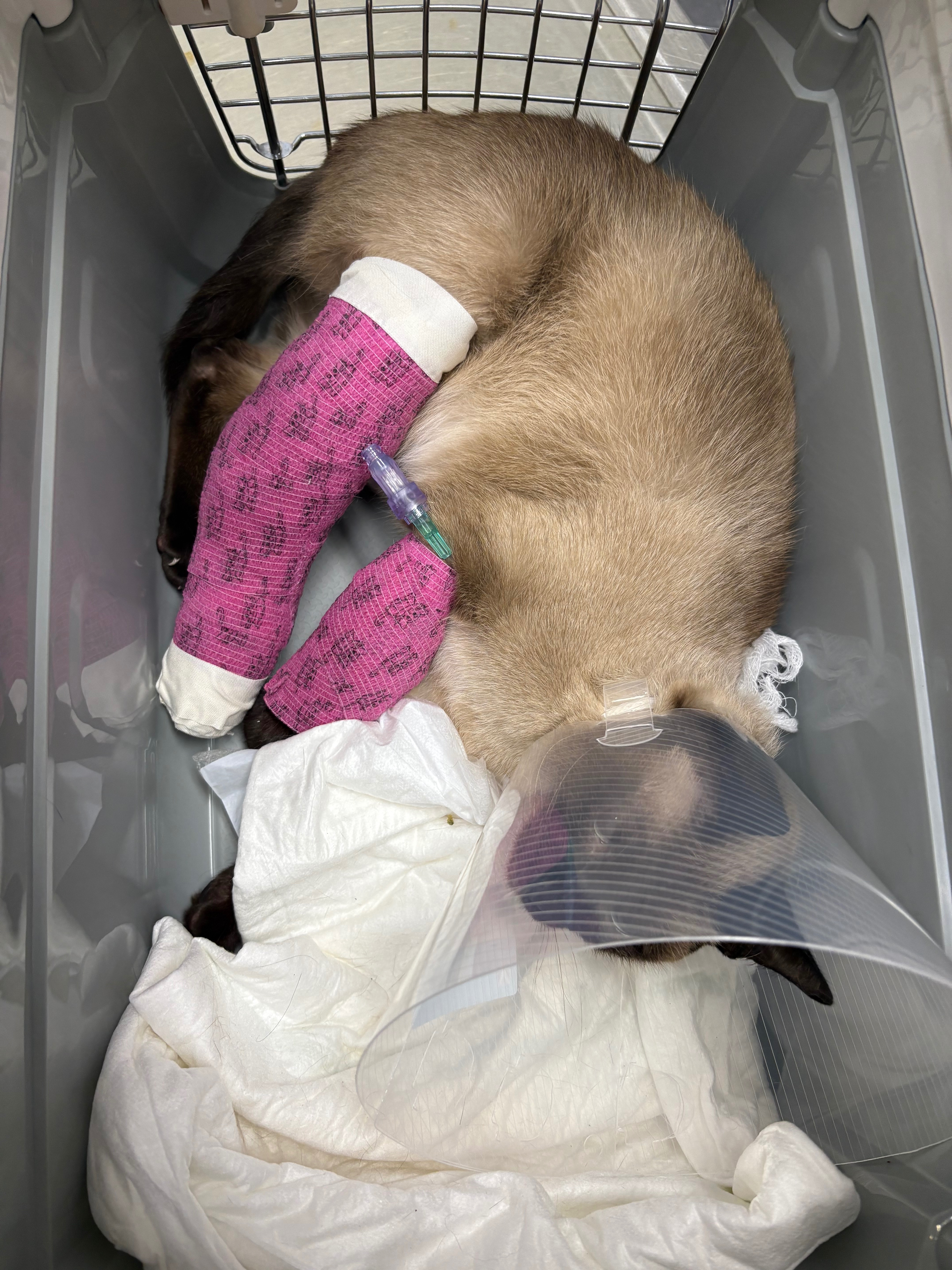 Help for Nami – Unterstützung nach Unfall campaign photo, 4 of 5