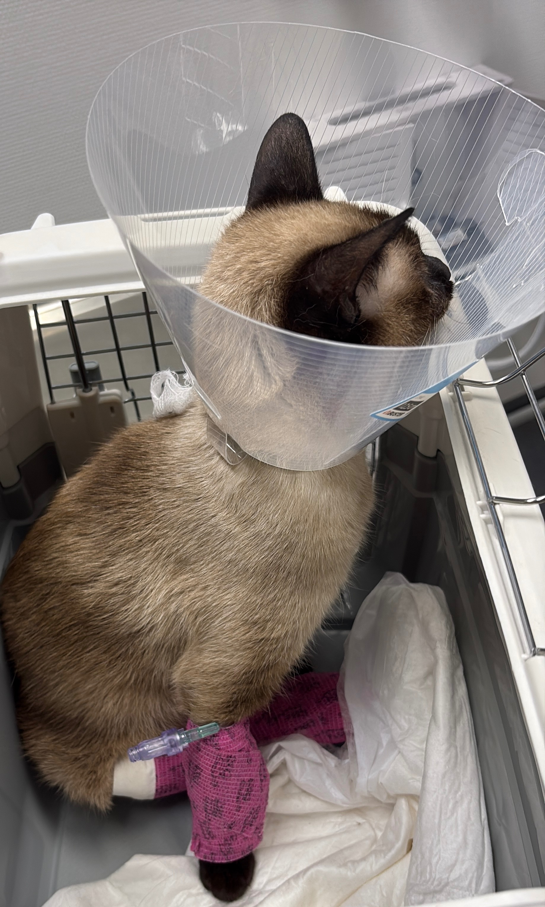Help for Nami – Unterstützung nach Unfall campaign photo, 2 of 5