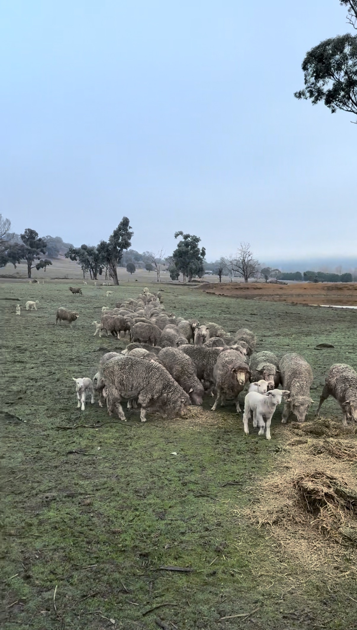 Help Feed my Animals. We are running out of Hay. campaign photo, 2 of 3