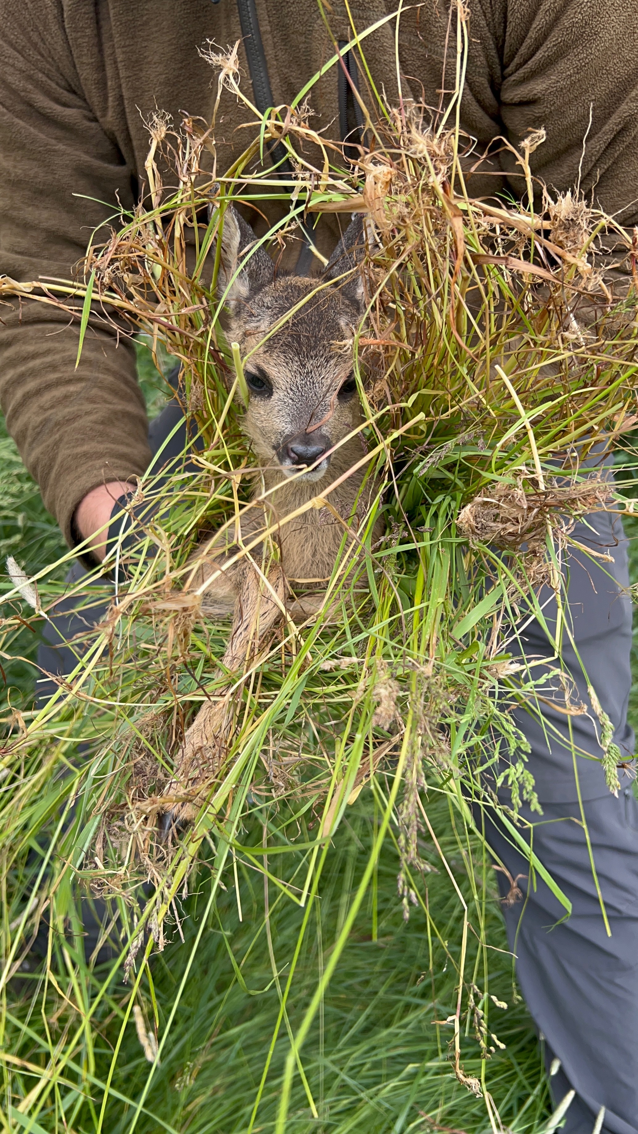 Wildtierrettung Erzgebirge – Gemeinsam für die Wildtiere campaign photo, 6 of 7