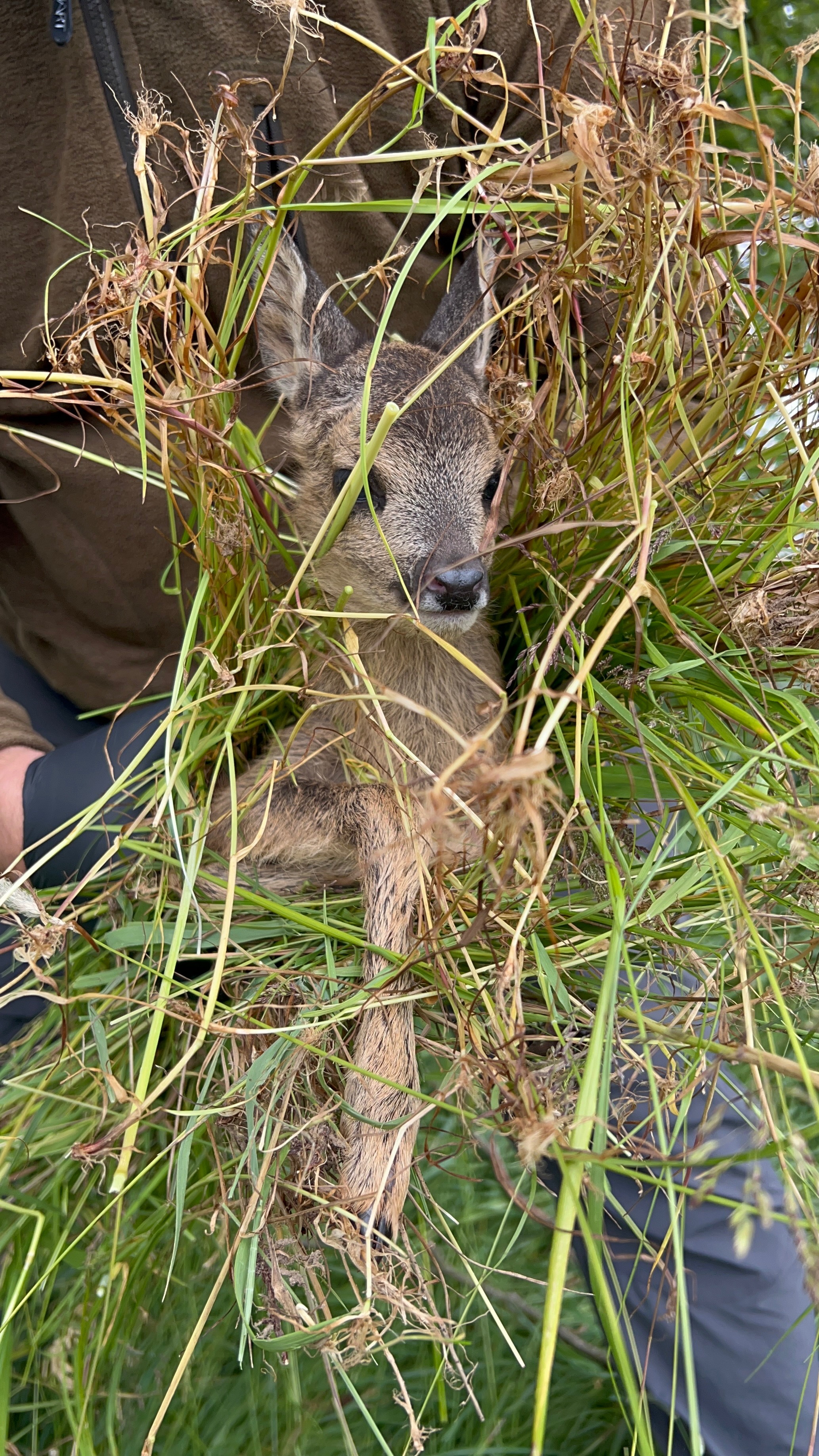 Wildtierrettung Erzgebirge – Gemeinsam für die Wildtiere campaign photo, 5 of 7