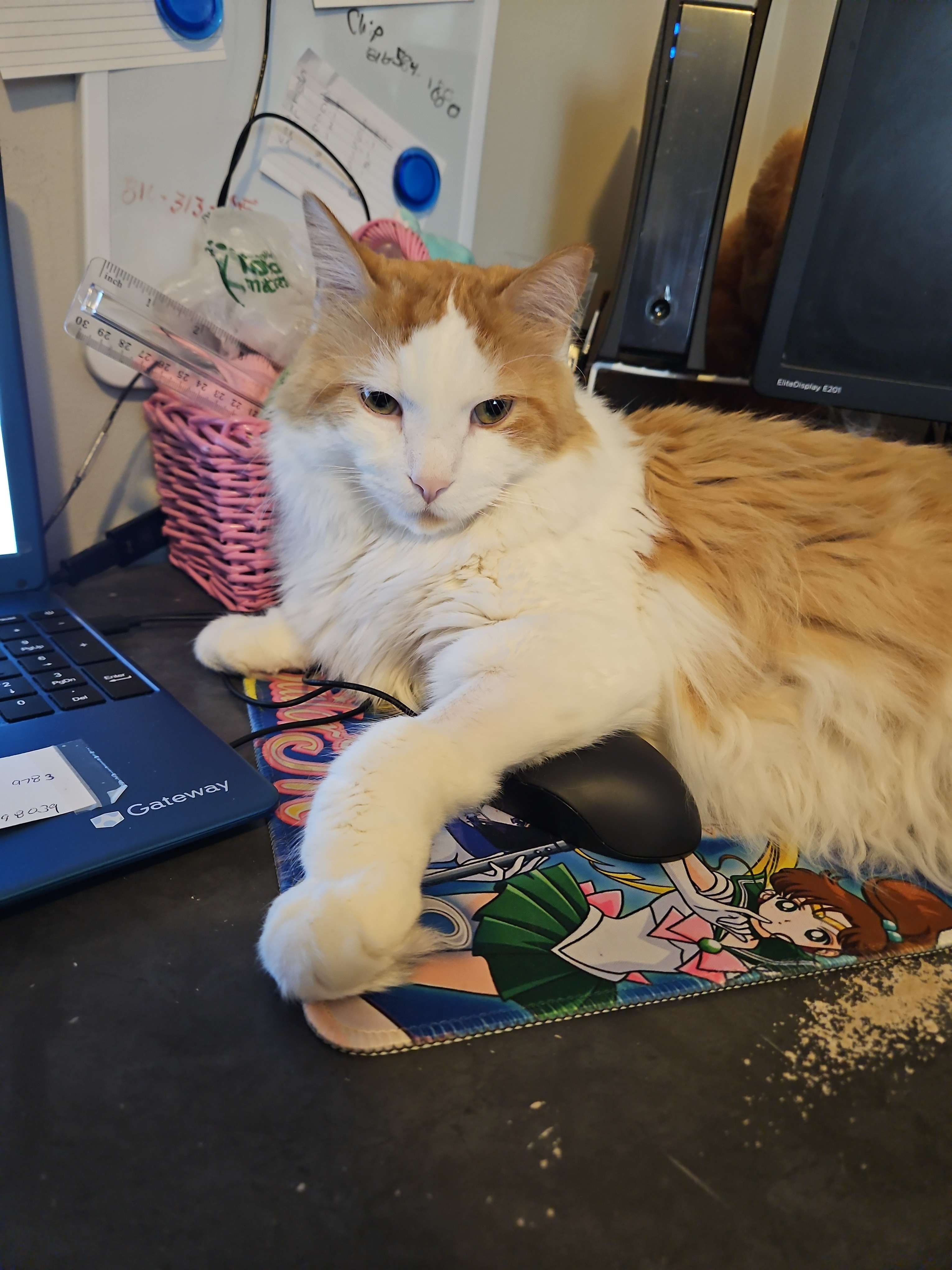 Give Usagi the Gift of a Cure campaign photo, 2 of 4