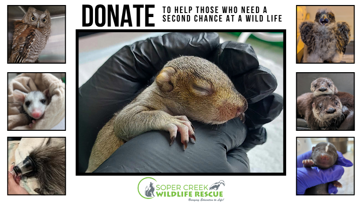 Help Reopen Durham Region’s Only Wildlife Hospital campaign photo, 2 of 4