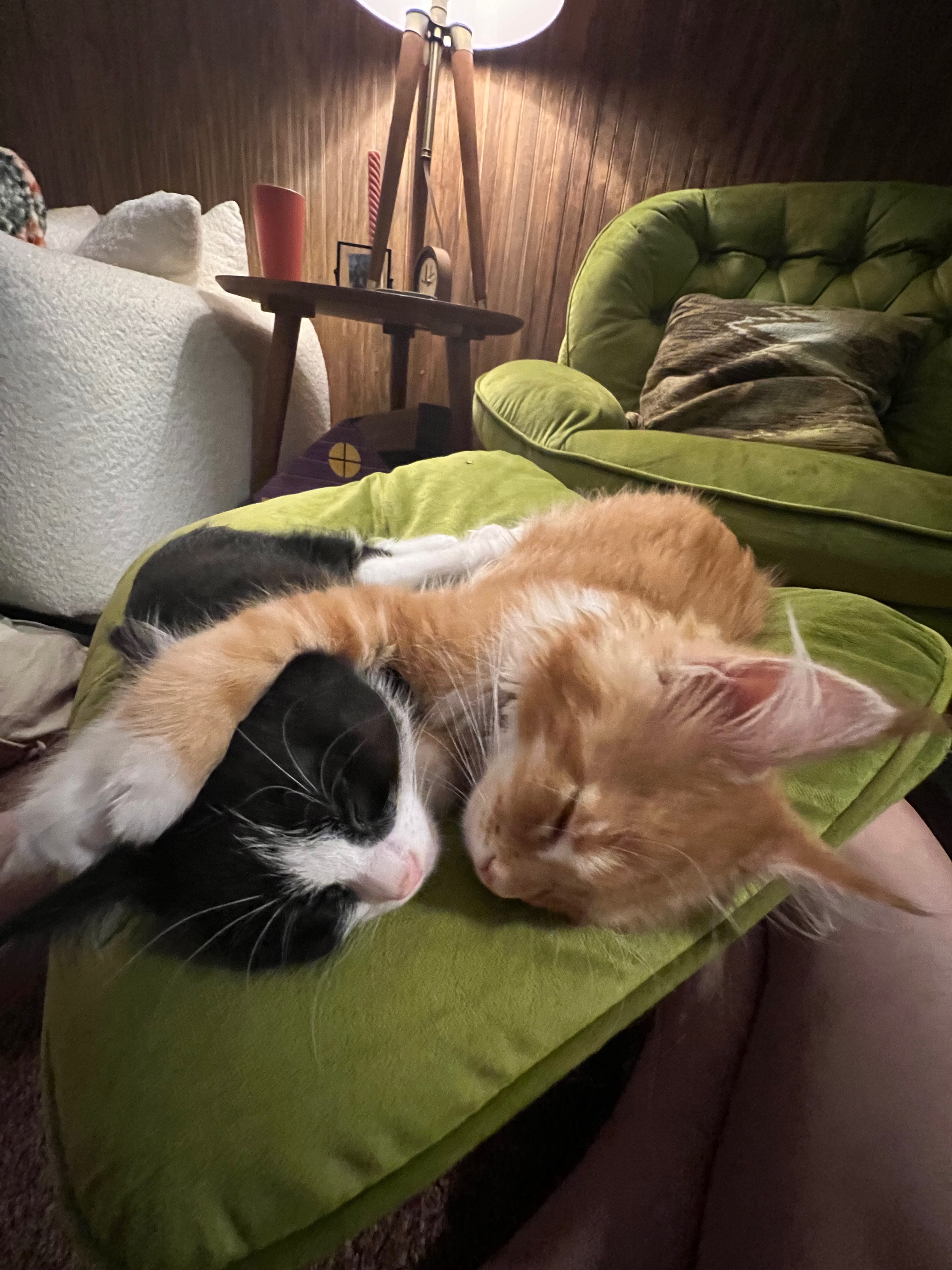 Save Mabel: Life-Saving Surgery Needed campaign photo, 6 of 8
