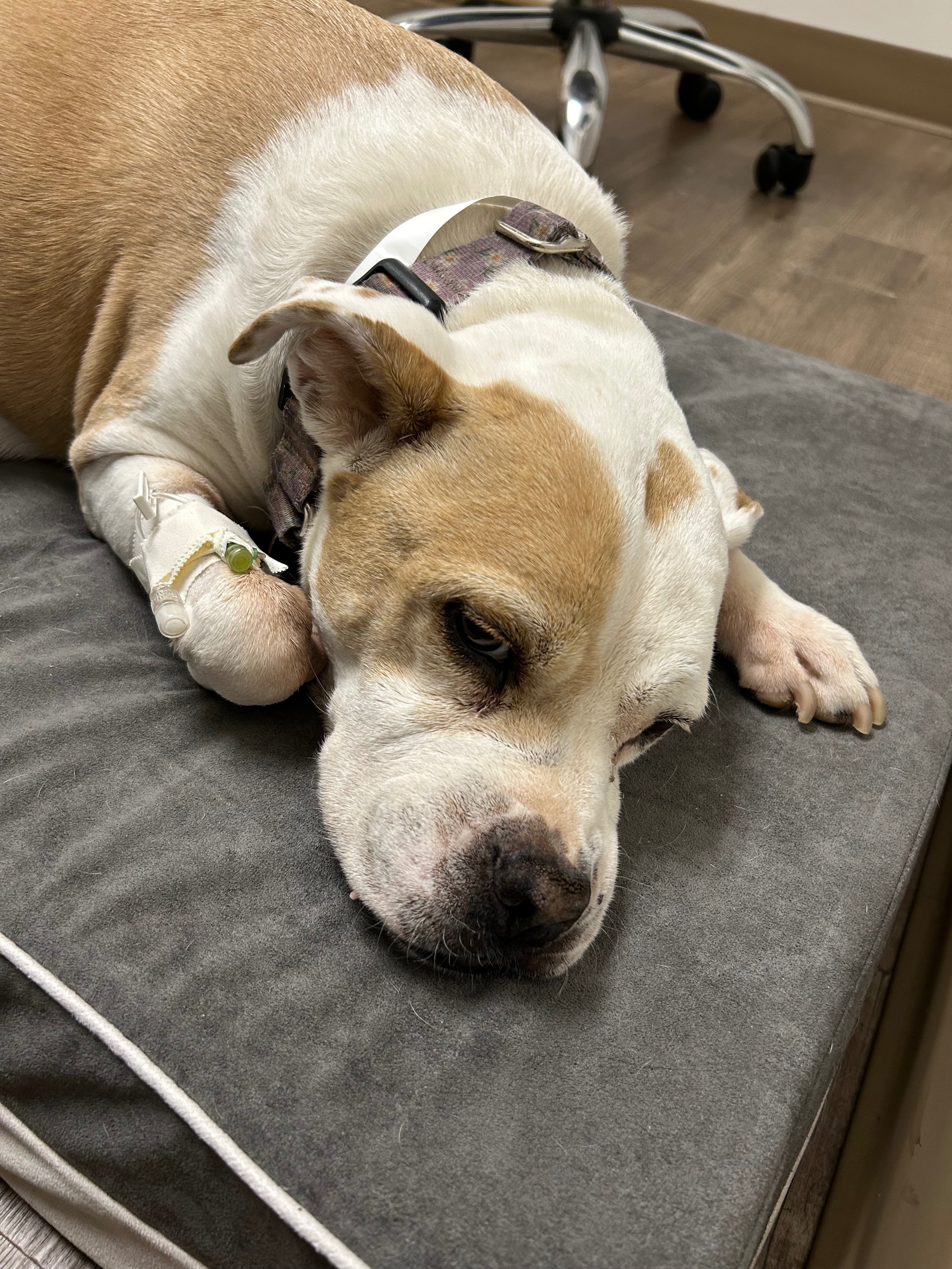 Lola's Life-Saving Surgery Fundraiser campaign photo, 7 of 7