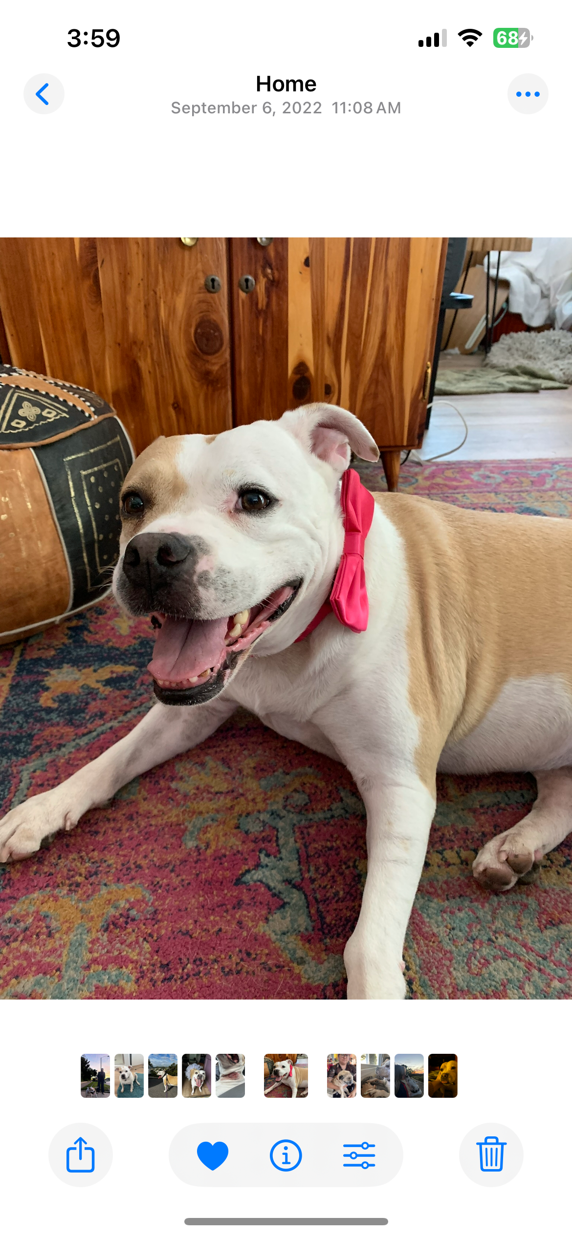 Lola's Life-Saving Surgery Fundraiser campaign photo, 5 of 7