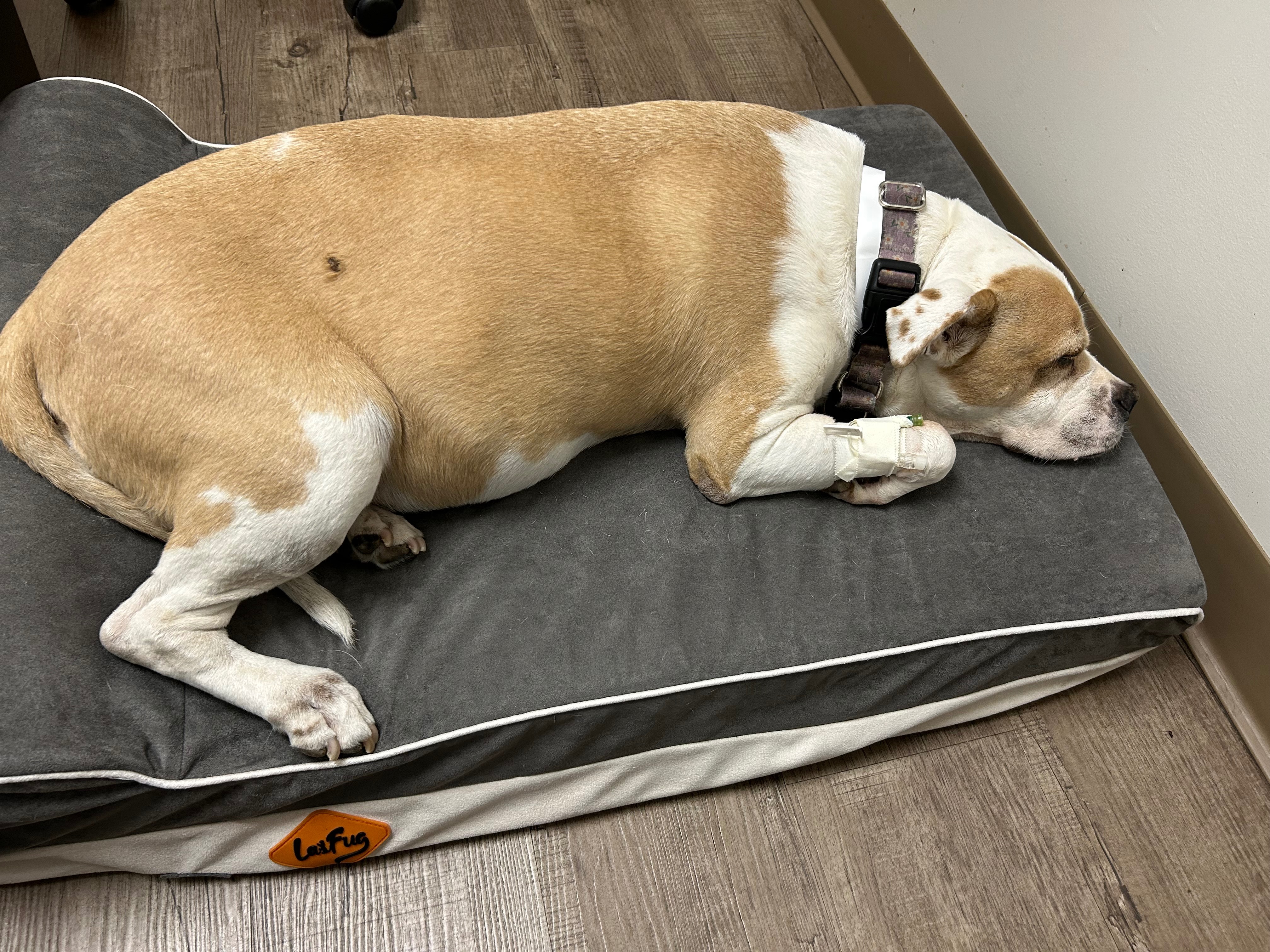 Lola's Life-Saving Surgery Fundraiser campaign photo, 6 of 7