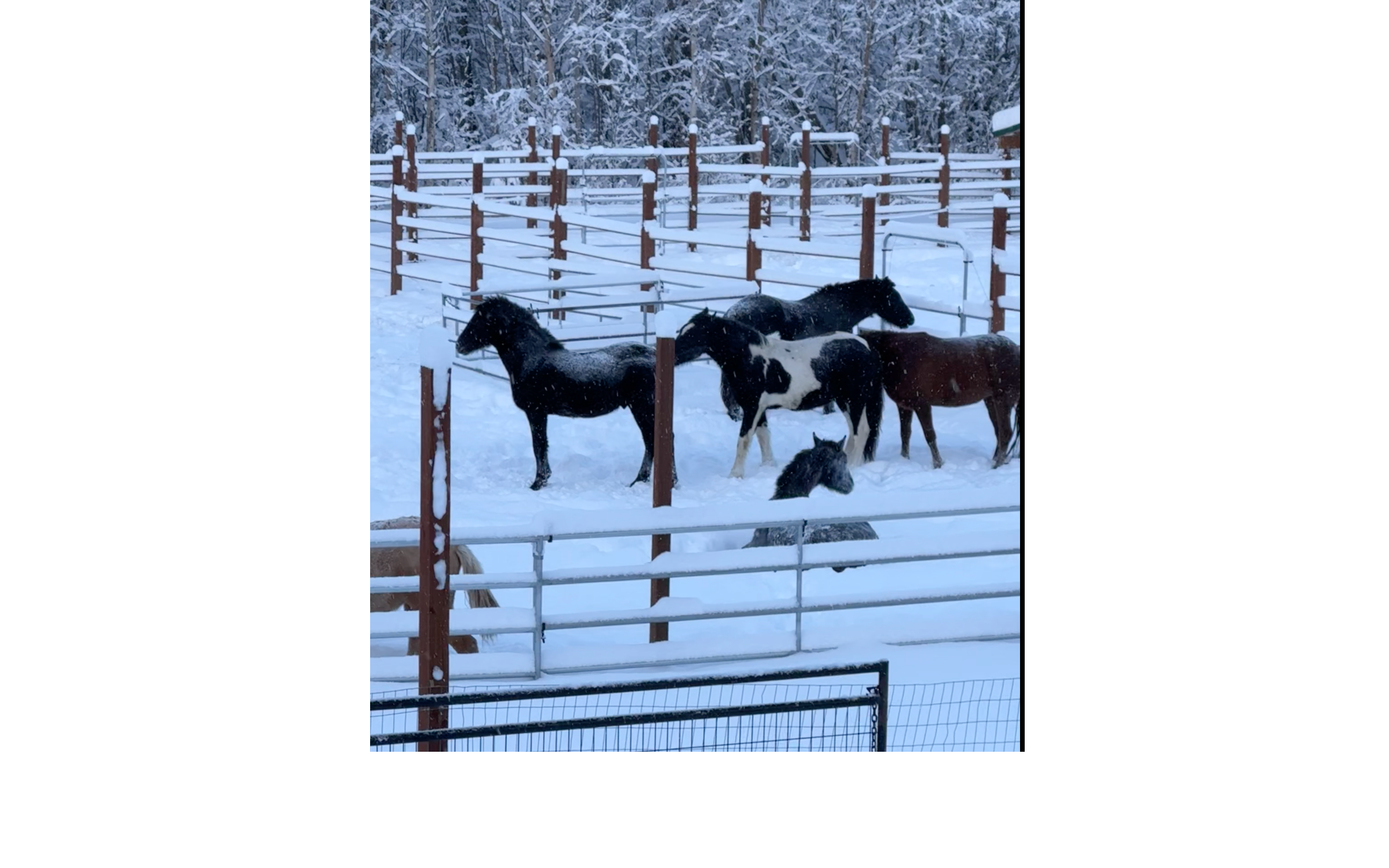 My Sister In Health Crisis While Keeping 13 Horses Alive campaign photo, 2 of 8