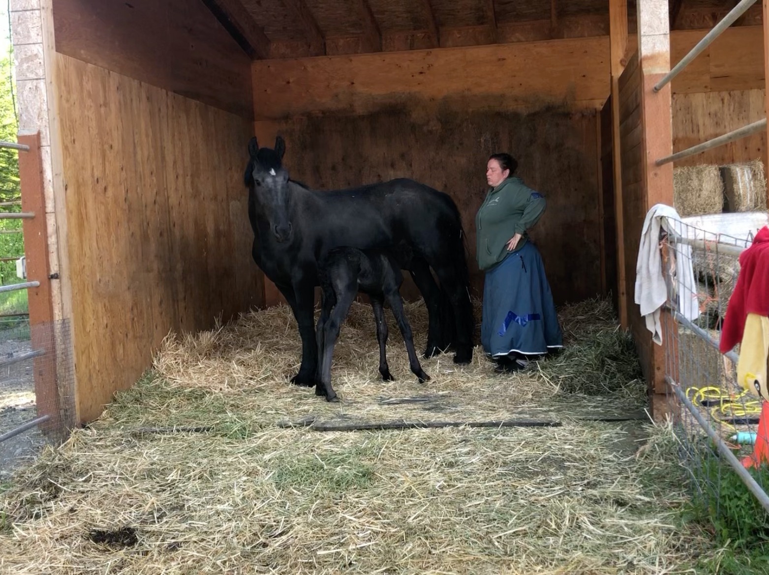 My Sister In Health Crisis While Keeping 13 Horses Alive campaign photo, 4 of 8