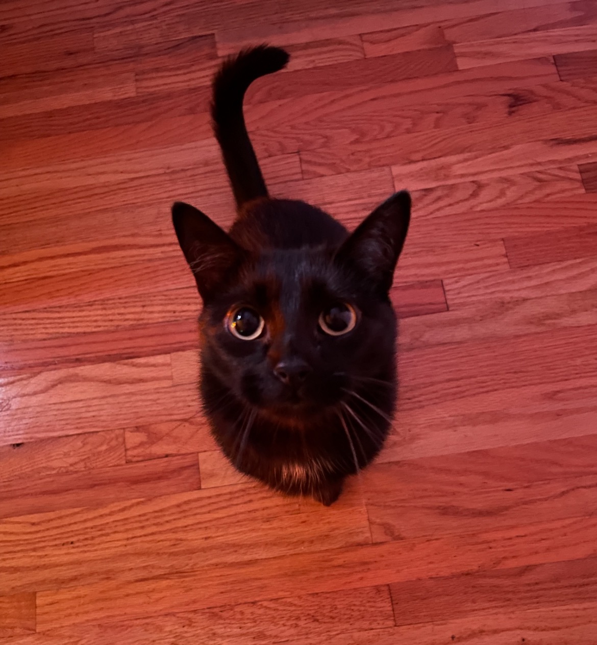 Help Oscar Get Life-Saving Surgery campaign photo, 7 of 8