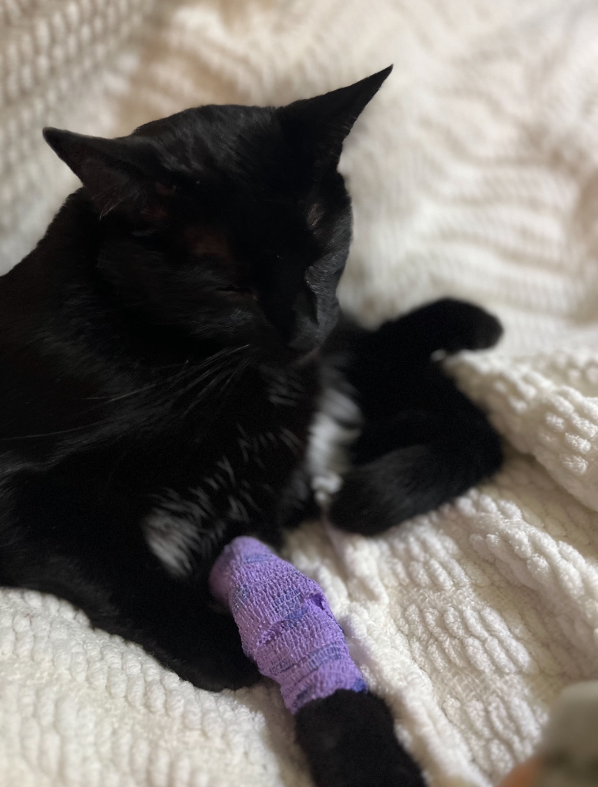 Help Oscar Get Life-Saving Surgery campaign photo, 2 of 8