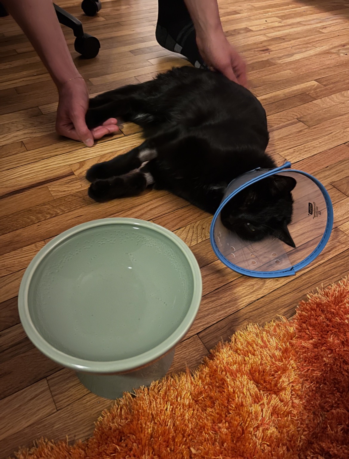 Help Oscar Get Life-Saving Surgery campaign photo, 5 of 8