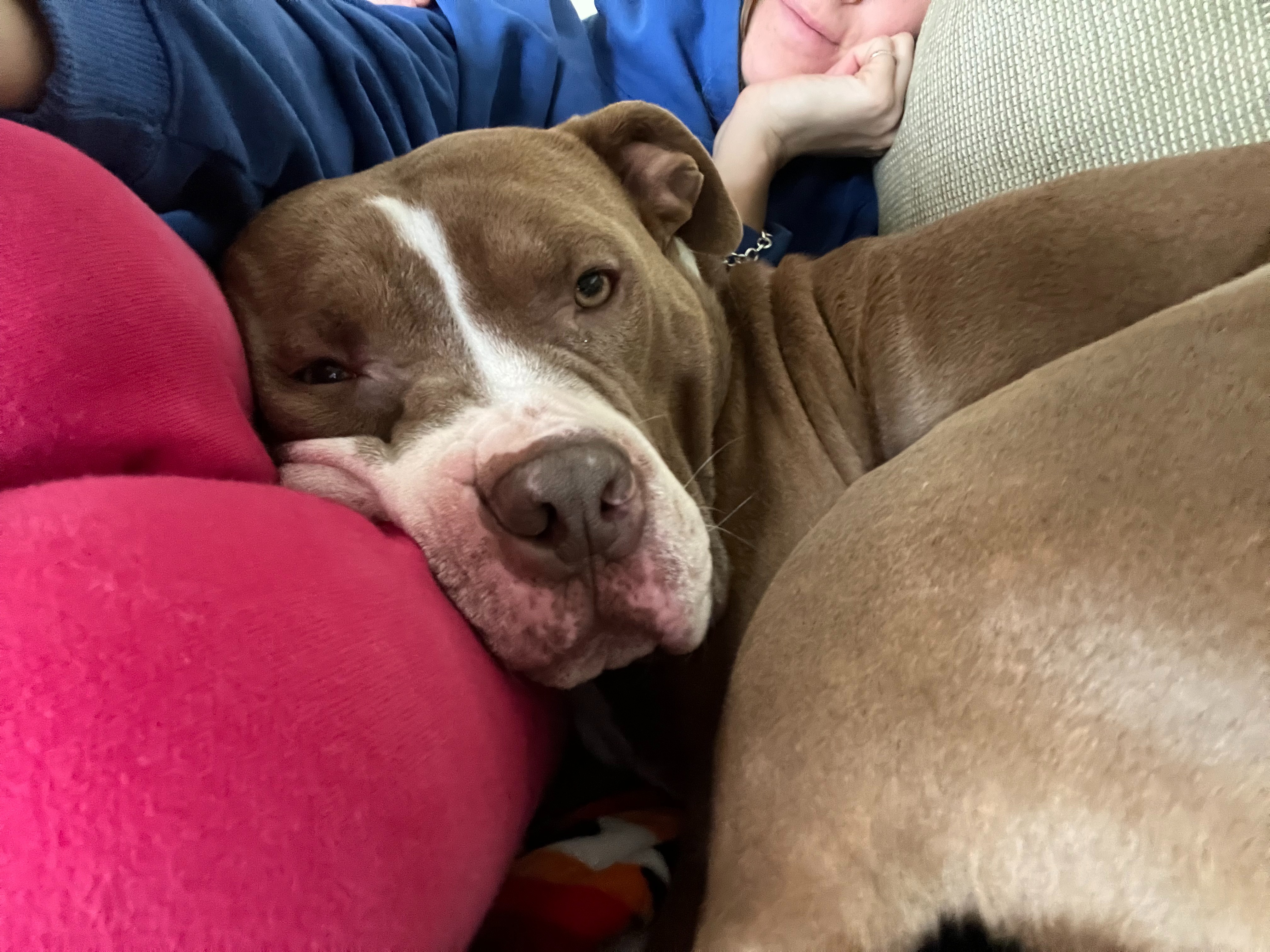 Restore Nipsey's Joy: Fund Her ACL Surgery campaign photo, 2 of 8