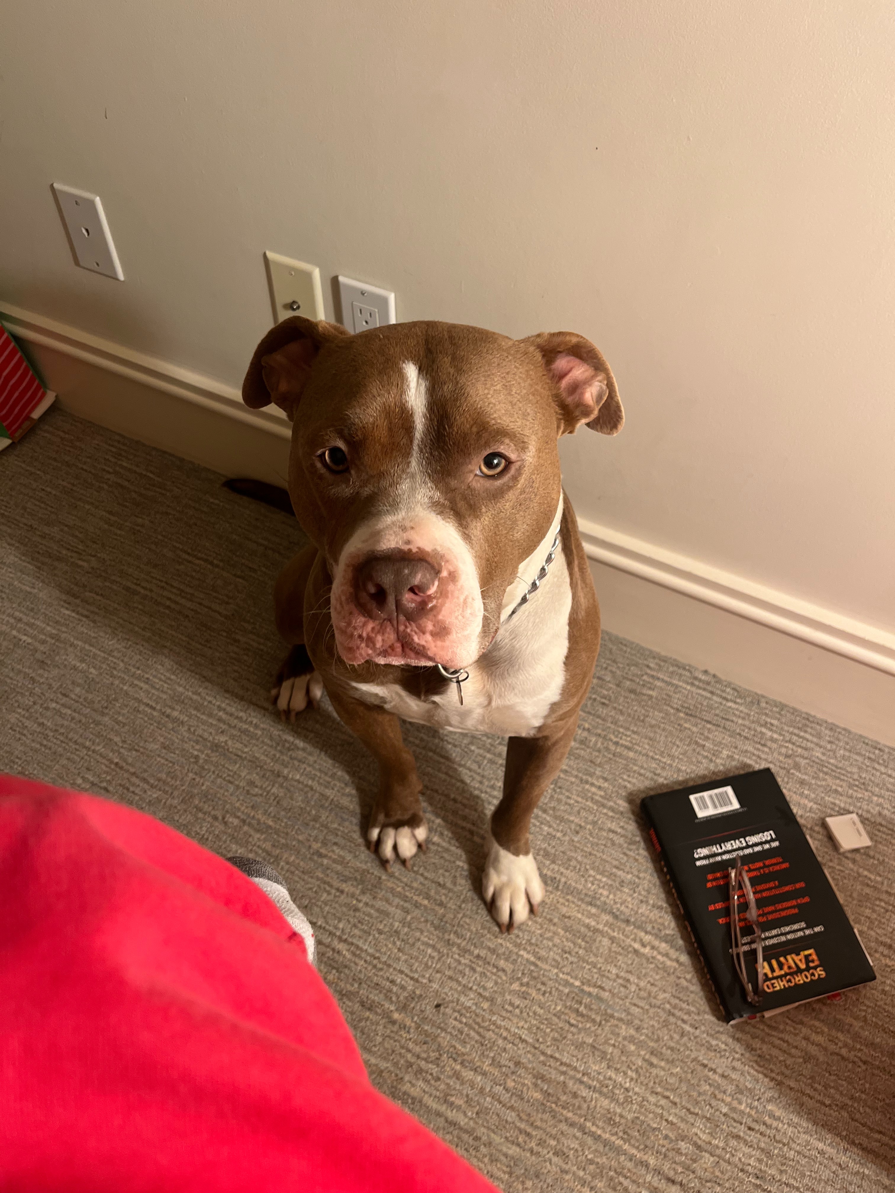 Restore Nipsey's Joy: Fund Her ACL Surgery campaign photo, 4 of 8
