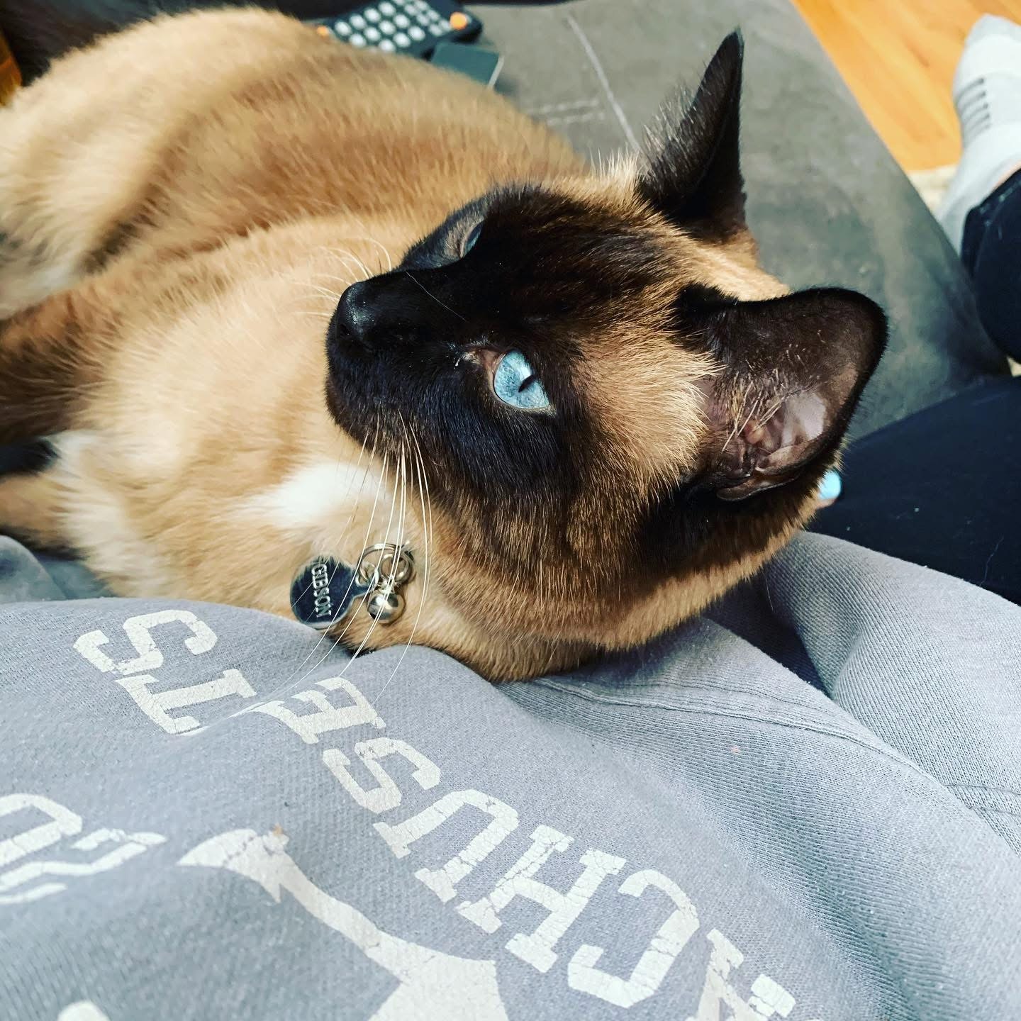 Help Brie's Beloved Cat Gibson Get Critical Surgery. campaign photo, 2 of 4