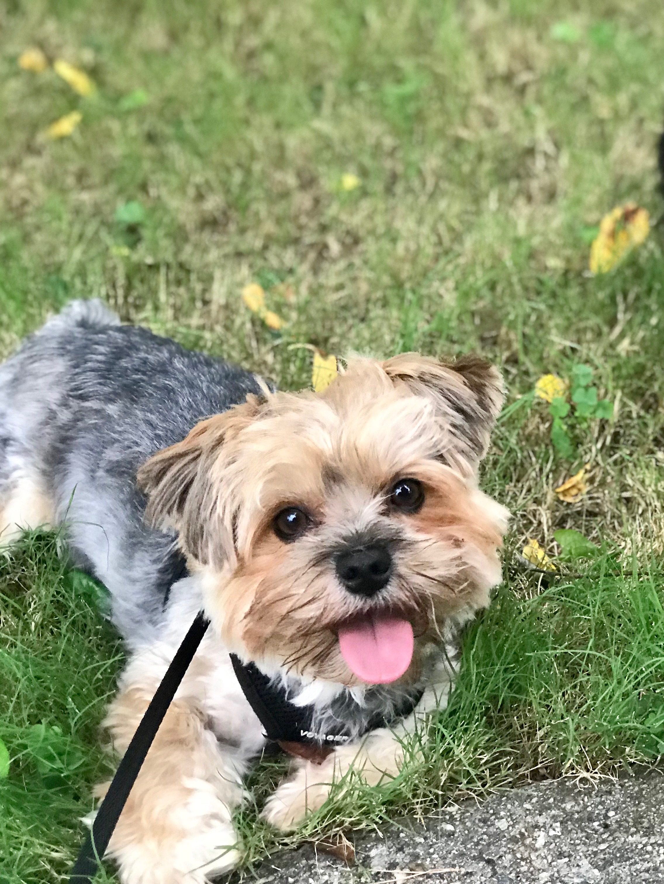 Help Milo See the World Again  campaign photo, 2 of 8