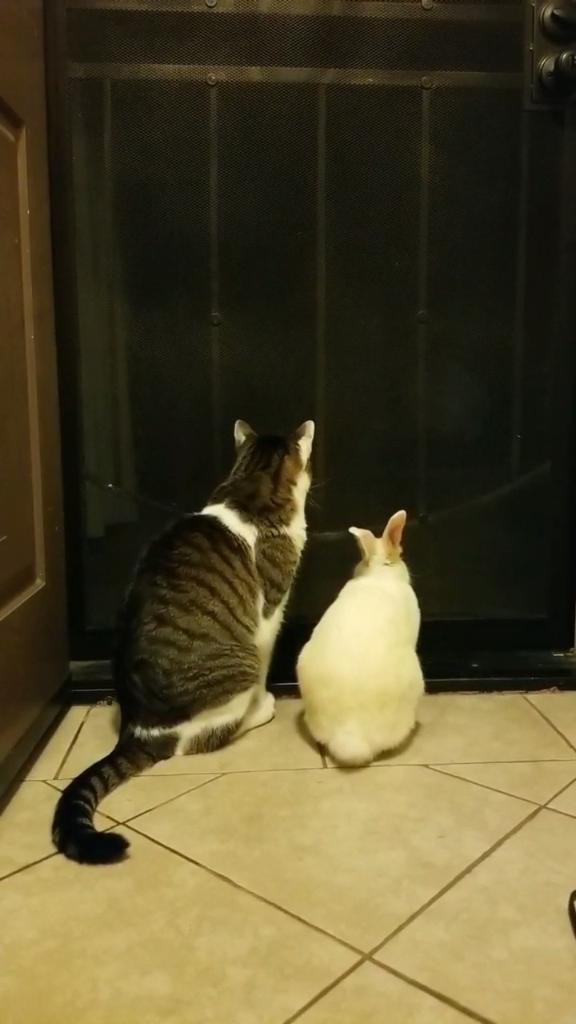 Help Taylor and Reyna's Pets Recover campaign photo, 2 of 8