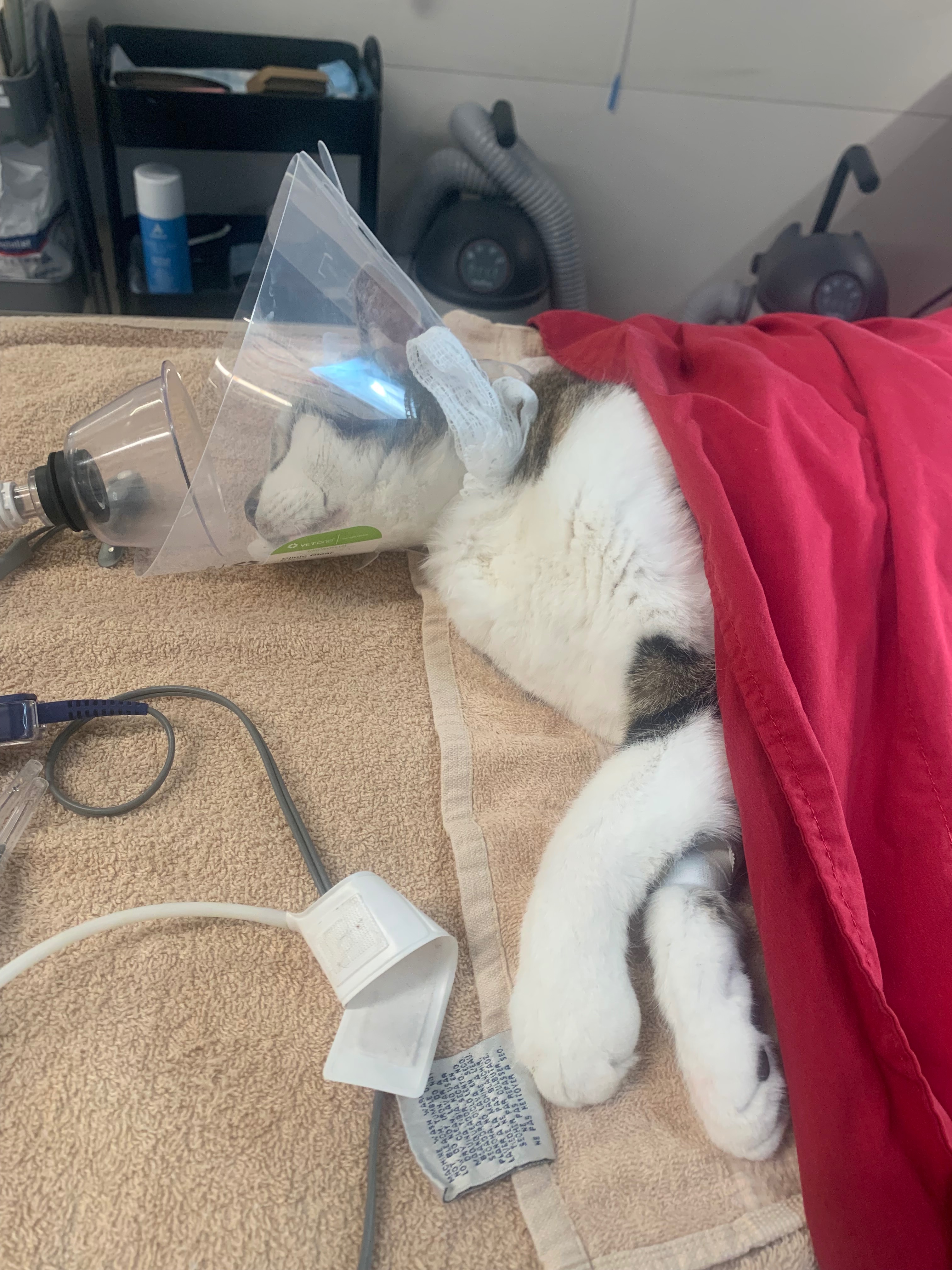 Help Taylor and Reyna's Pets Recover campaign photo, 4 of 8