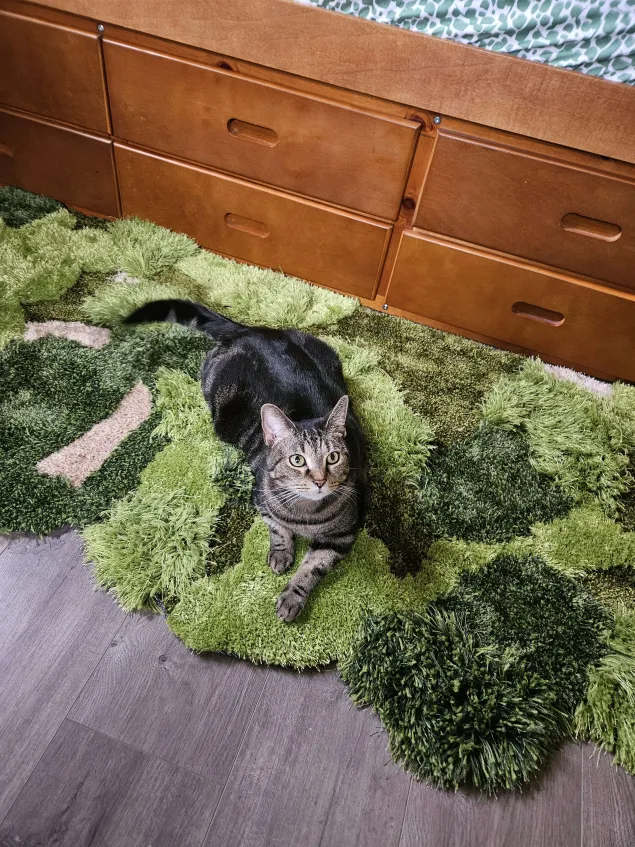 Help Arye's Partner and Cat Move to Safety campaign photo, 4 of 6