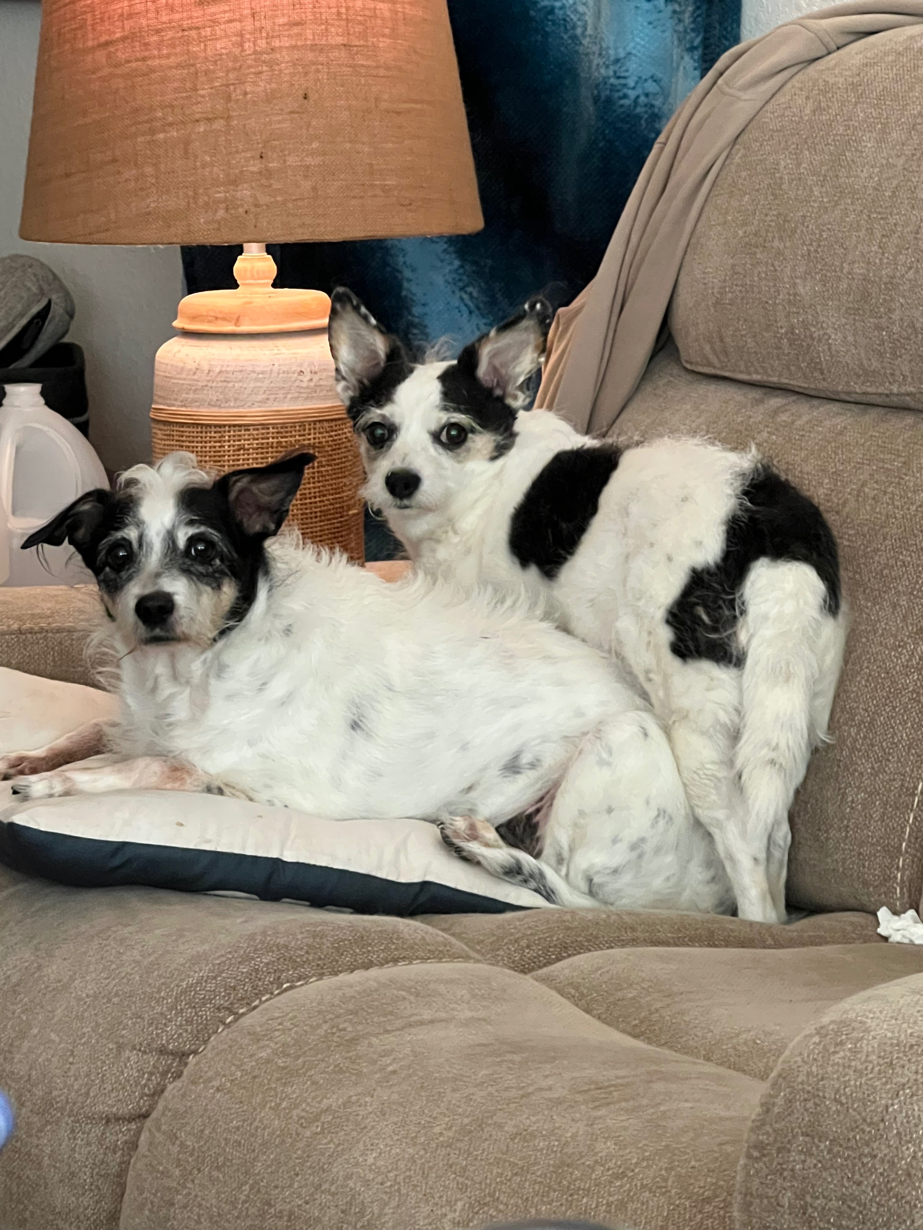 Give Tater a Chance Against Cancer campaign photo, 4 of 7