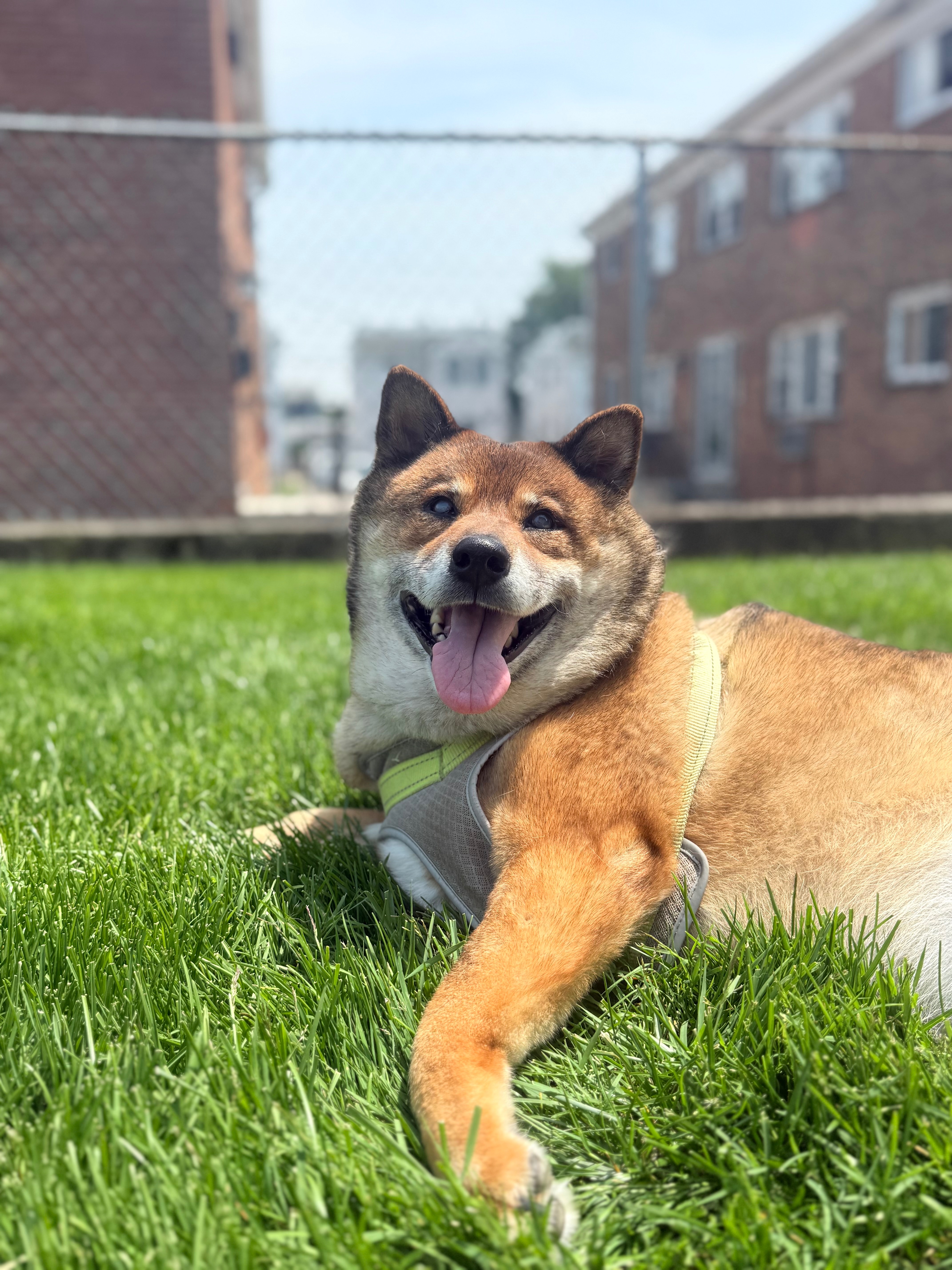 Help Simba Get the Care He Deserves campaign photo, 7 of 8