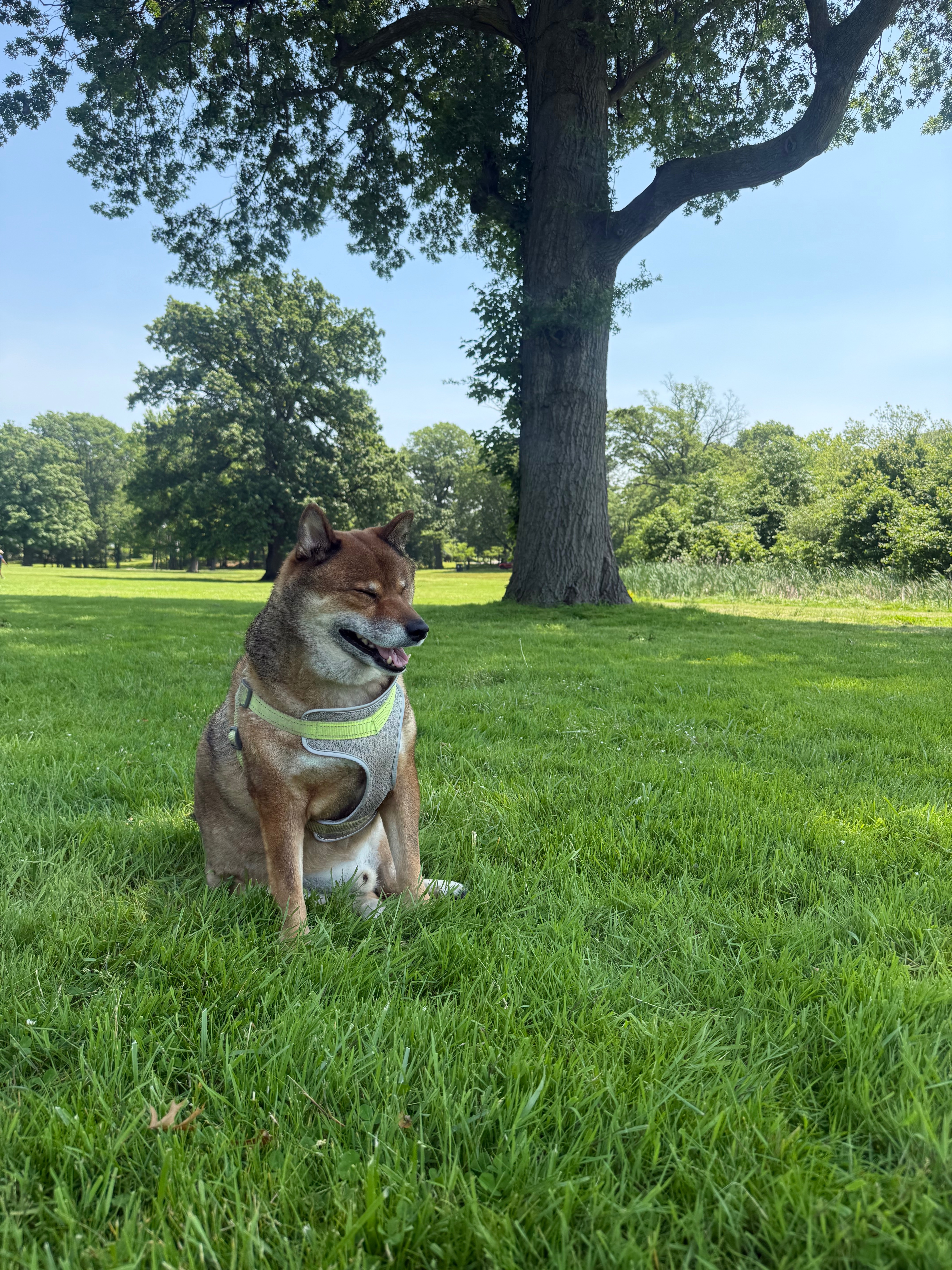 Help Simba Get the Care He Deserves campaign photo, 4 of 8