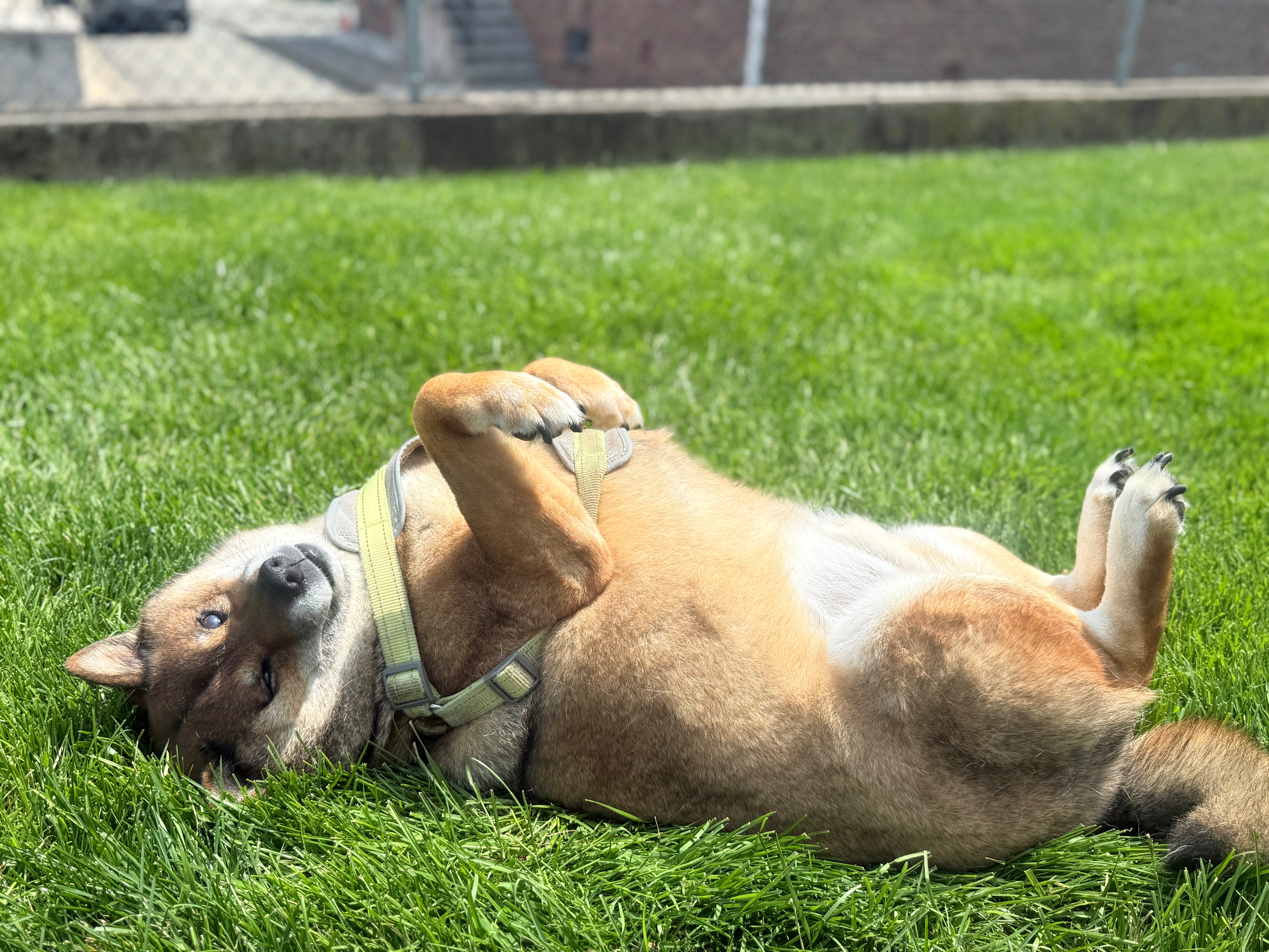 Help Simba Get the Care He Deserves campaign photo, 6 of 8