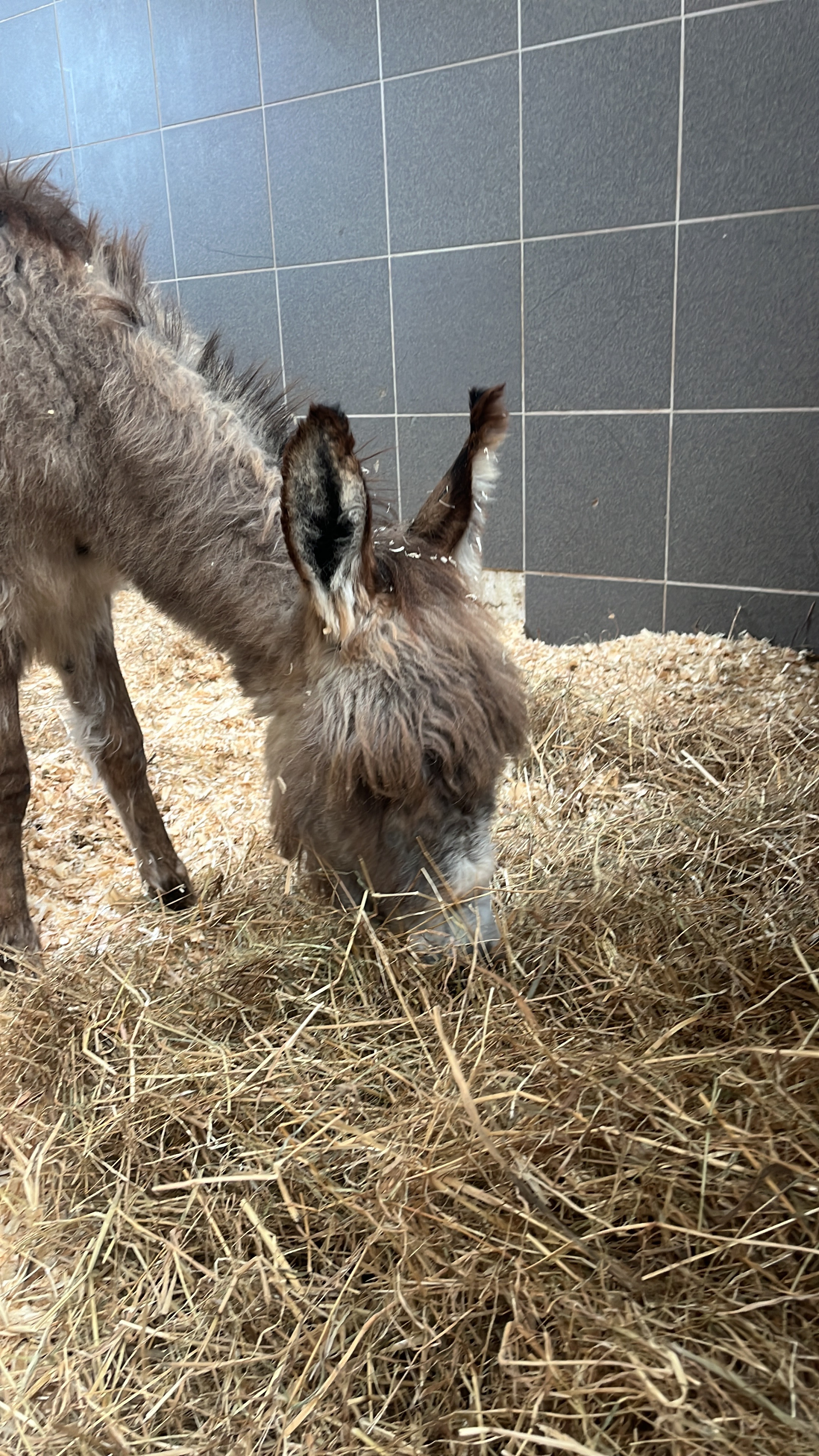 User-uploaded image 1