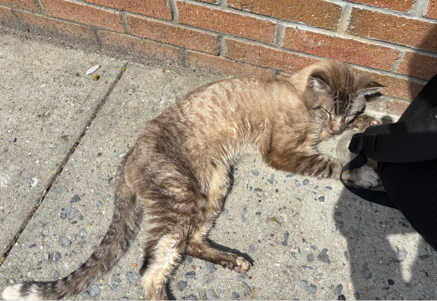 Help us rescue Dow Jones (the cat) campaign photo, 7 of 8