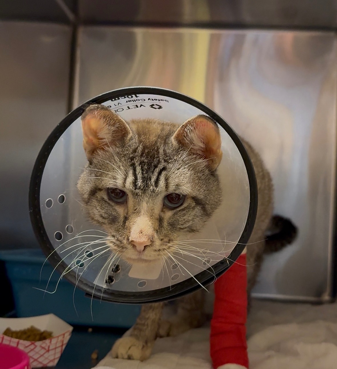 Help us rescue Dow Jones (the cat) campaign photo, 2 of 8