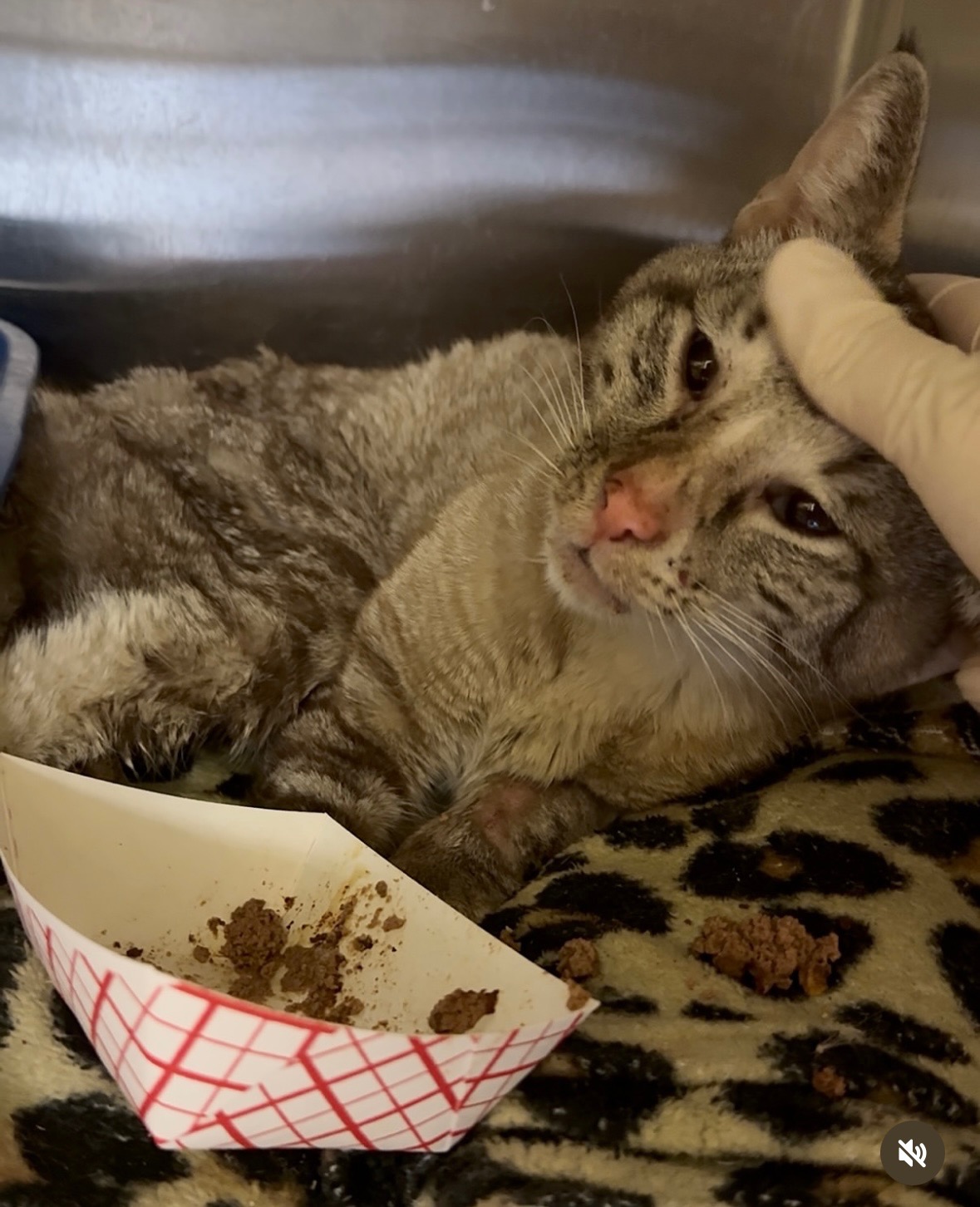Help us rescue Dow Jones (the cat) campaign photo, 4 of 8