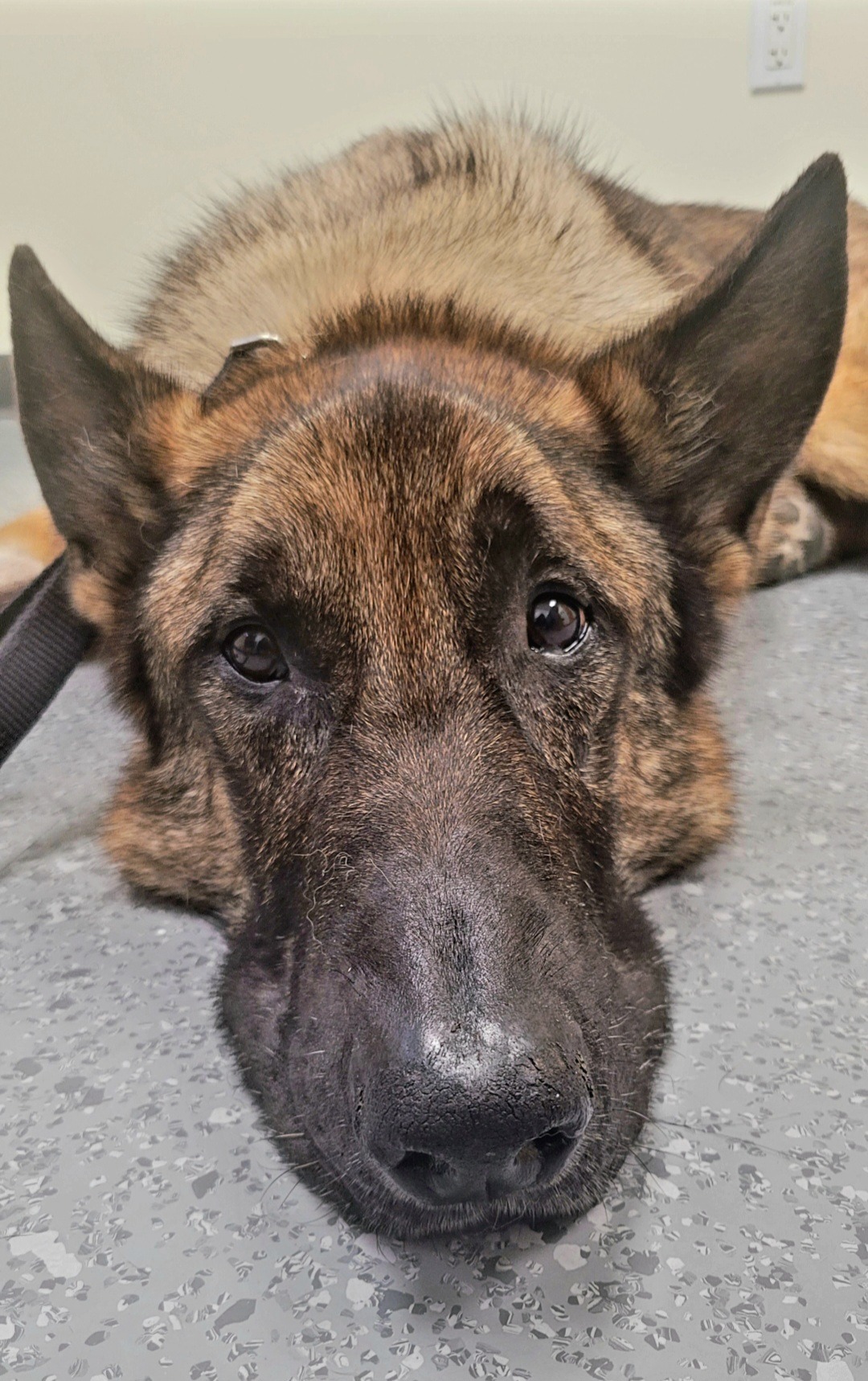Perun Crossed The Rainbow Bridge campaign photo, 6 of 6